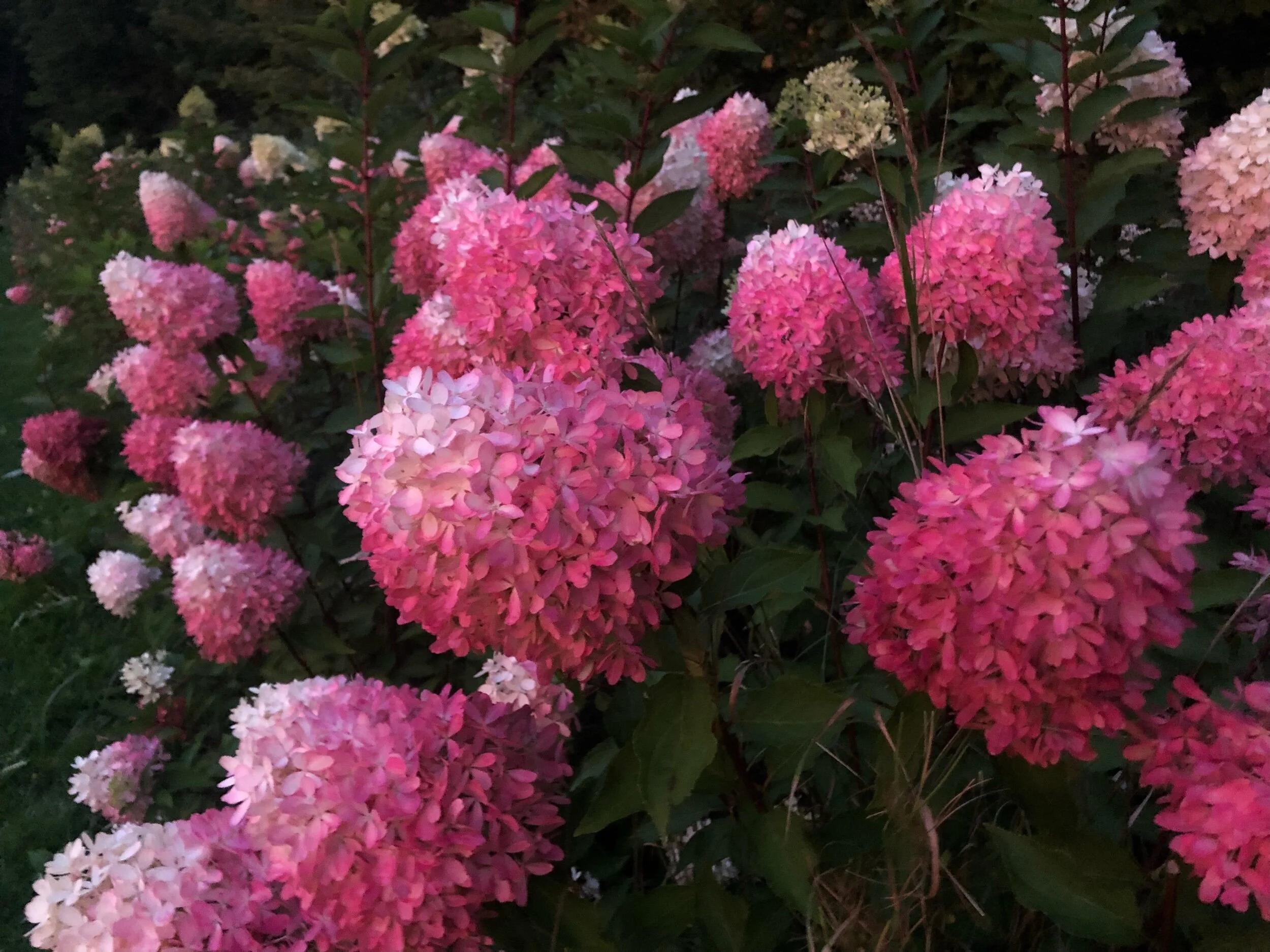Hydrangea Autumn Pink - 50 or 100 stems