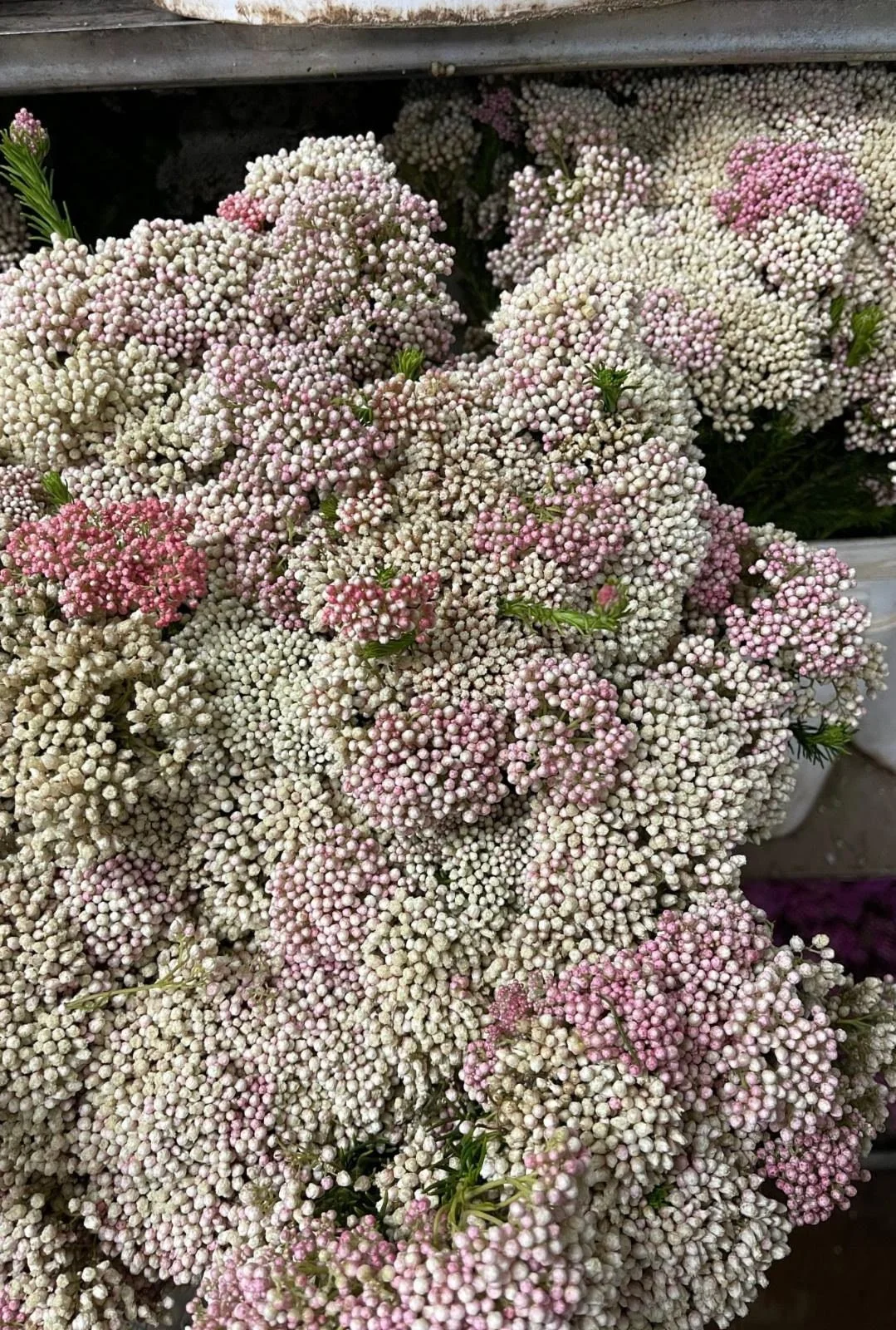 Pink Riceflower 02.jpg