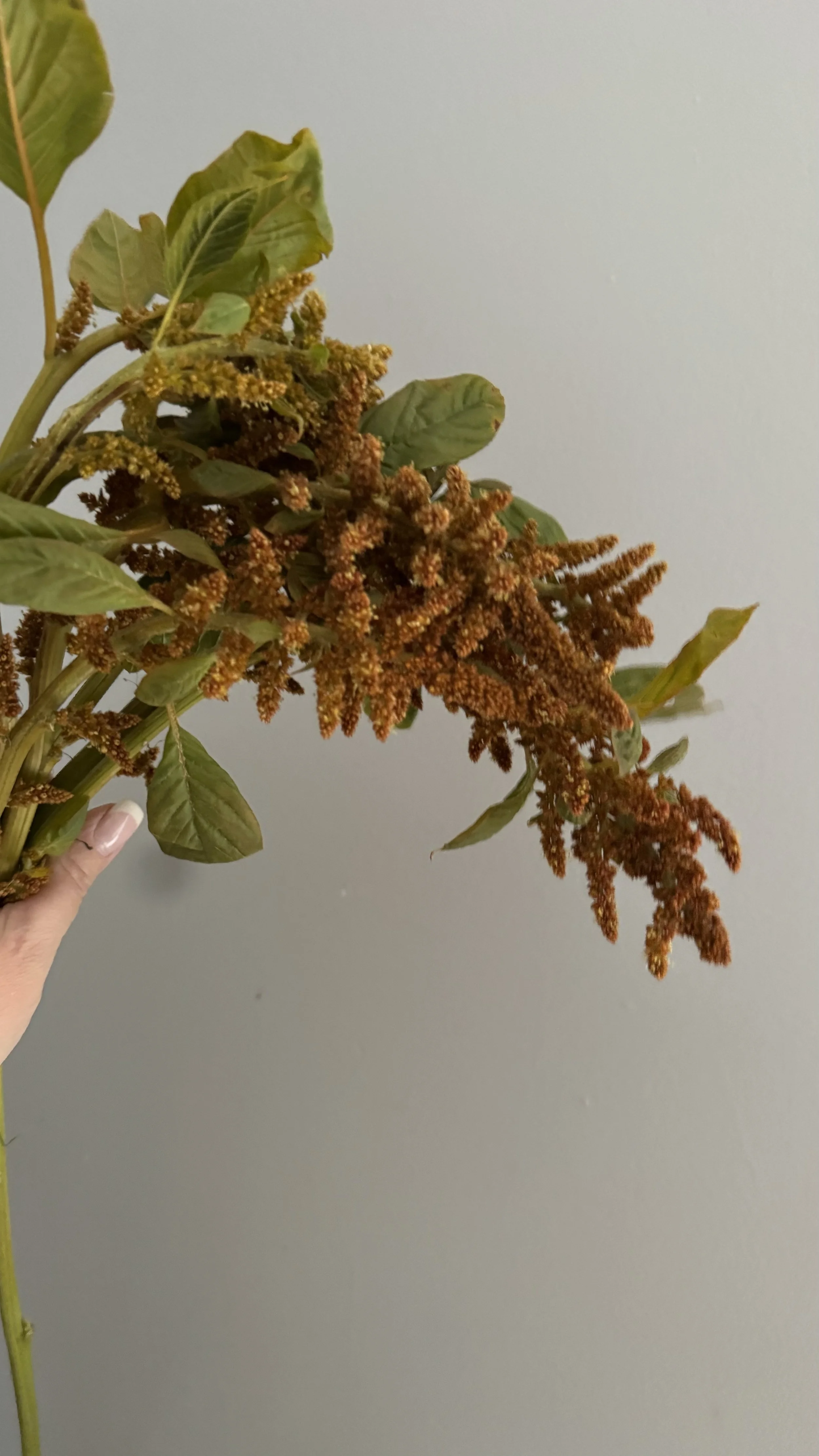 upright amaranthus bronze_7831.JPG