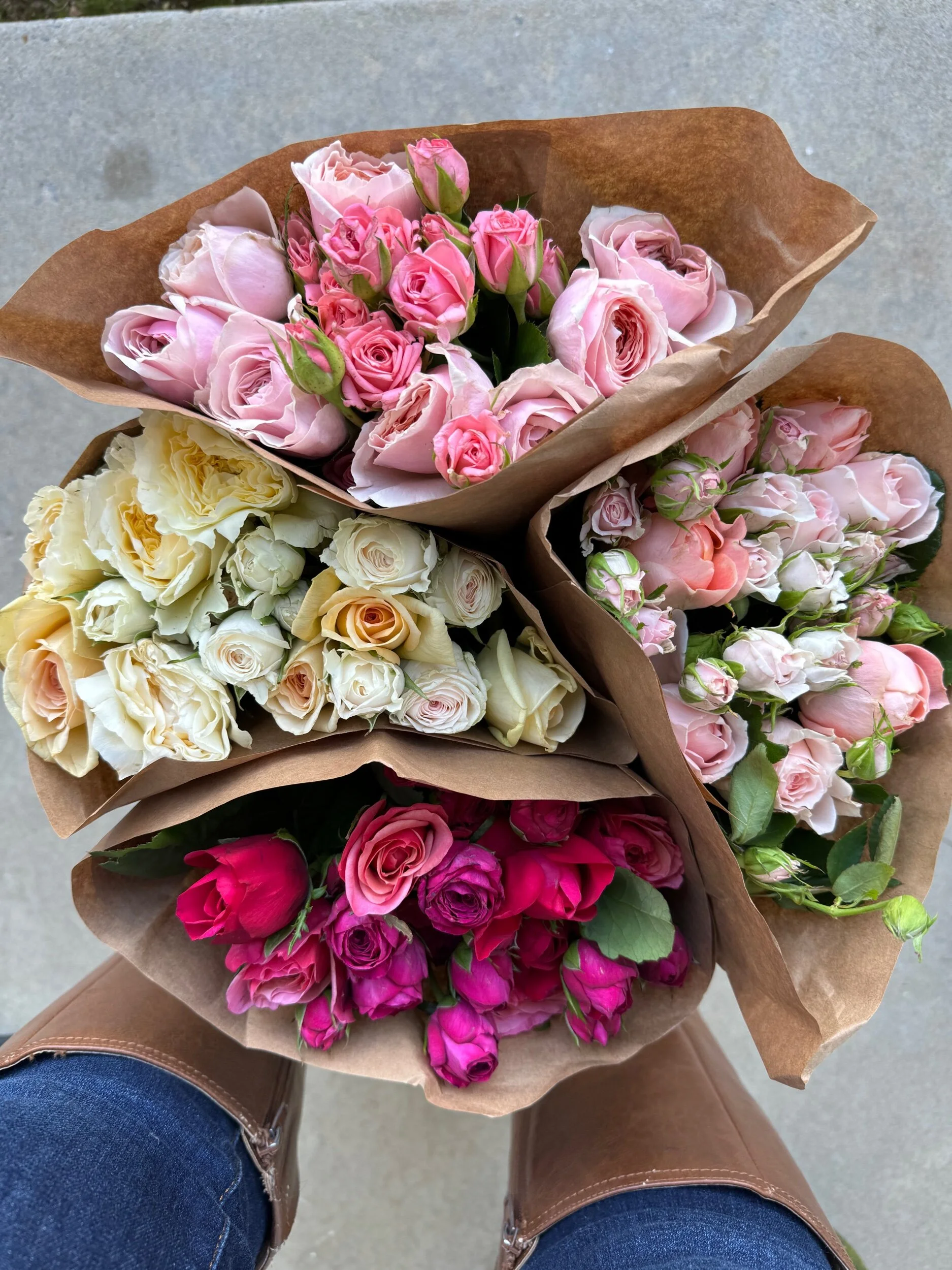 Rose: Garden Roses & Garden Spray Roses