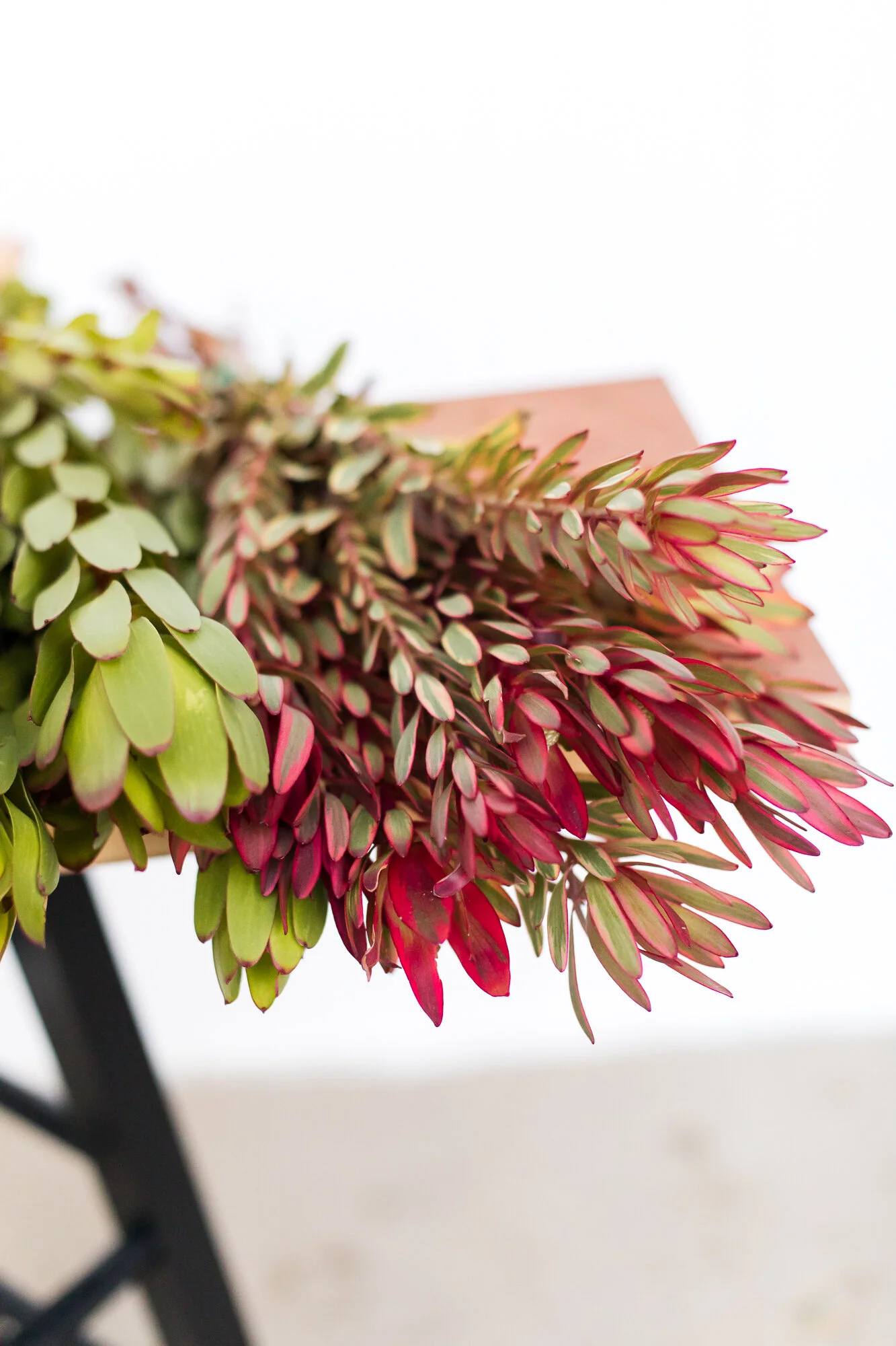 Leucadendron - Safari Sunset and Gold Strike