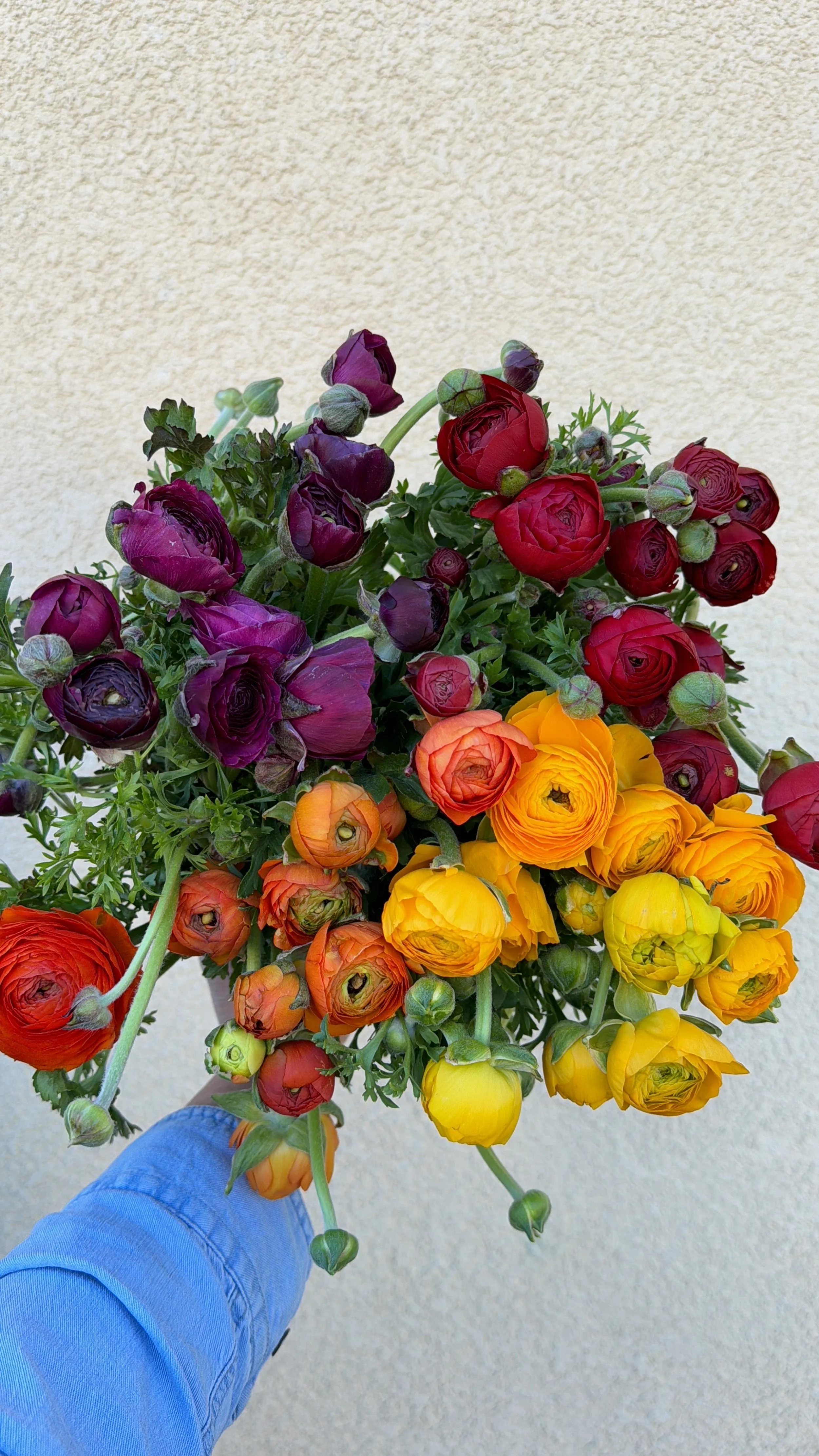 Ranunculus - Tecolote