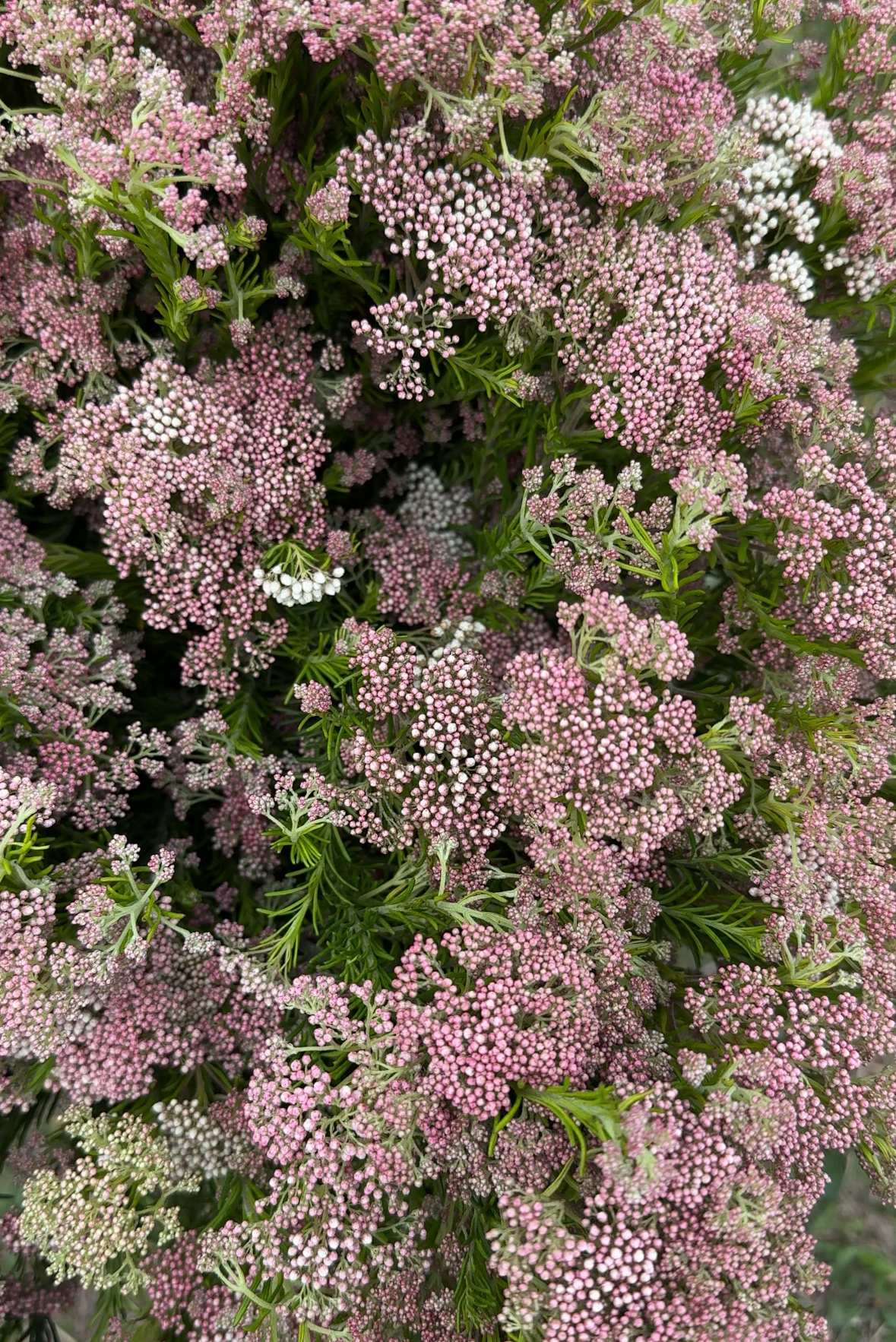 Pink Riceflower 9512.PNG