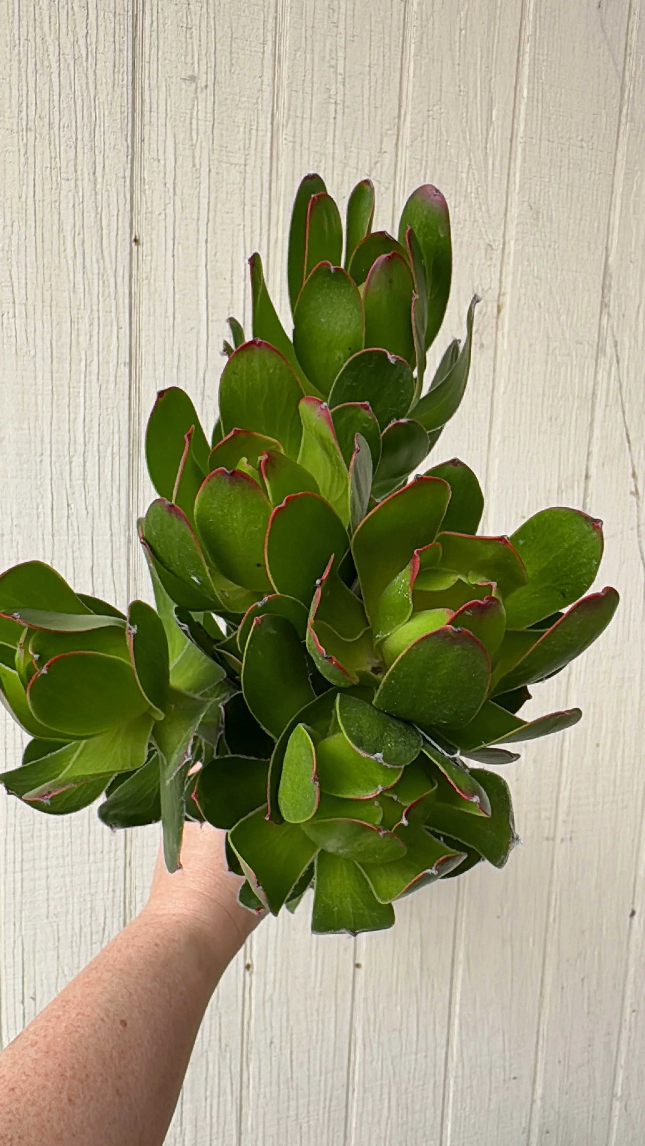 Leucadendron_7766.JPG