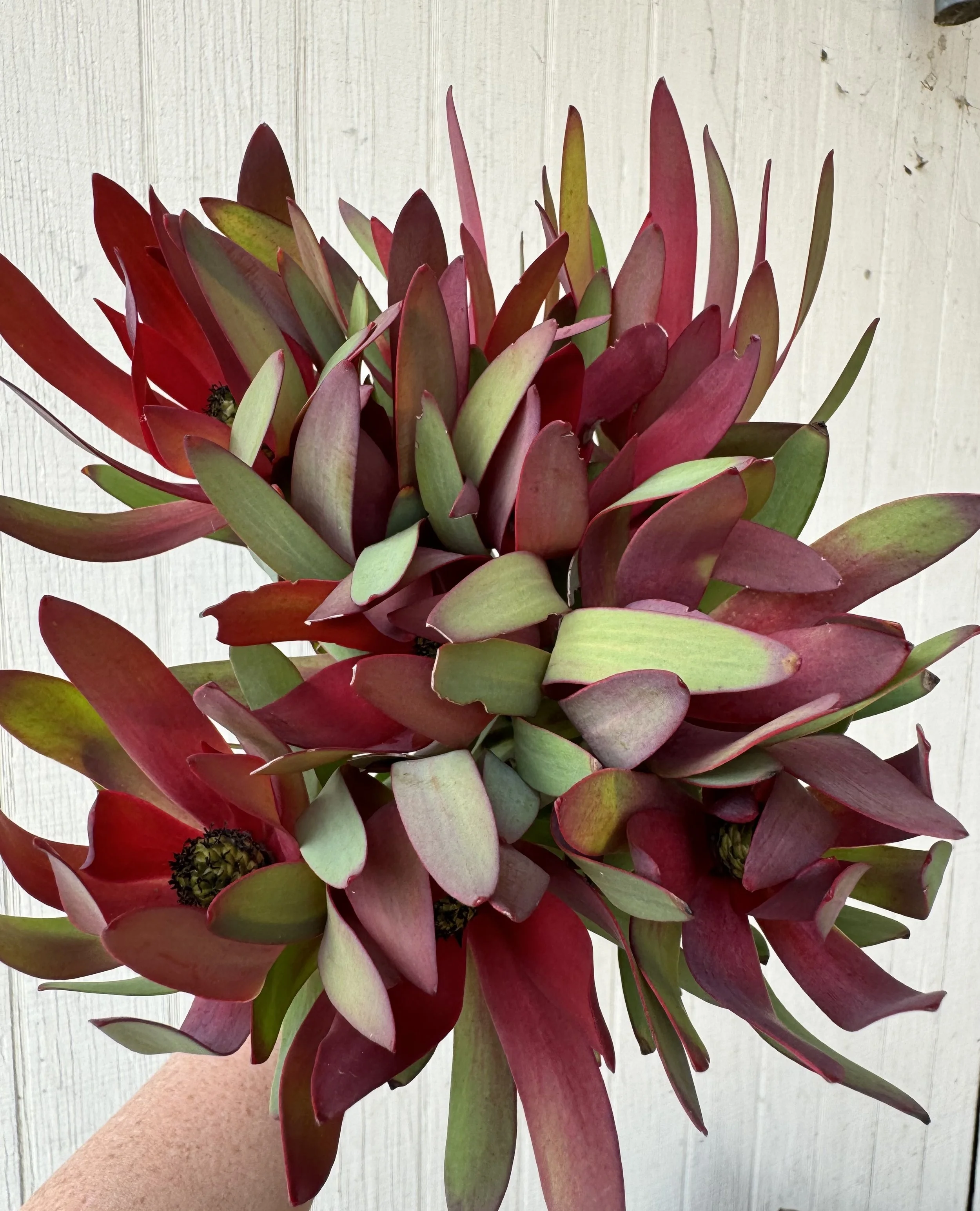 Leucadendron 7784.JPG