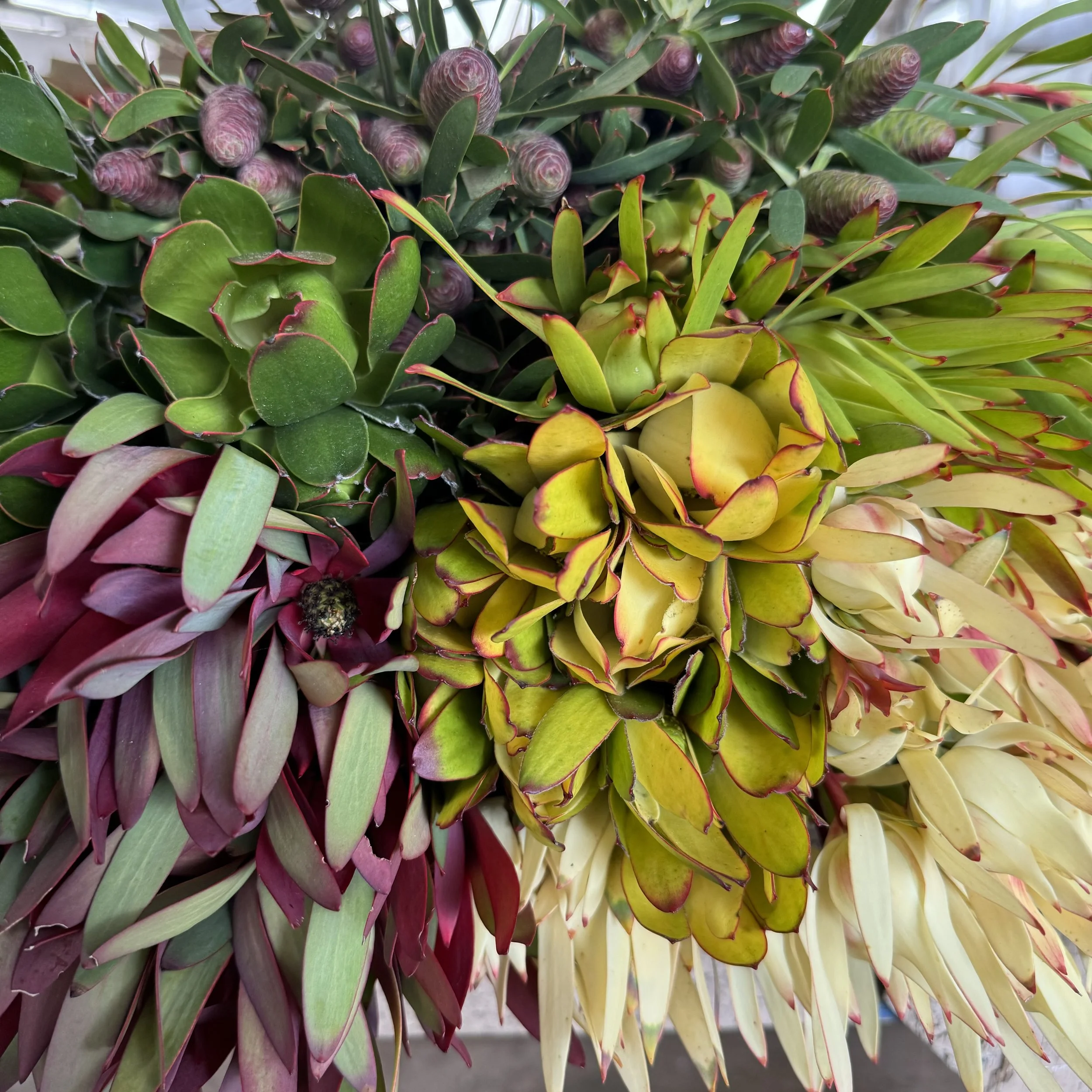Leucadendron - Specialty