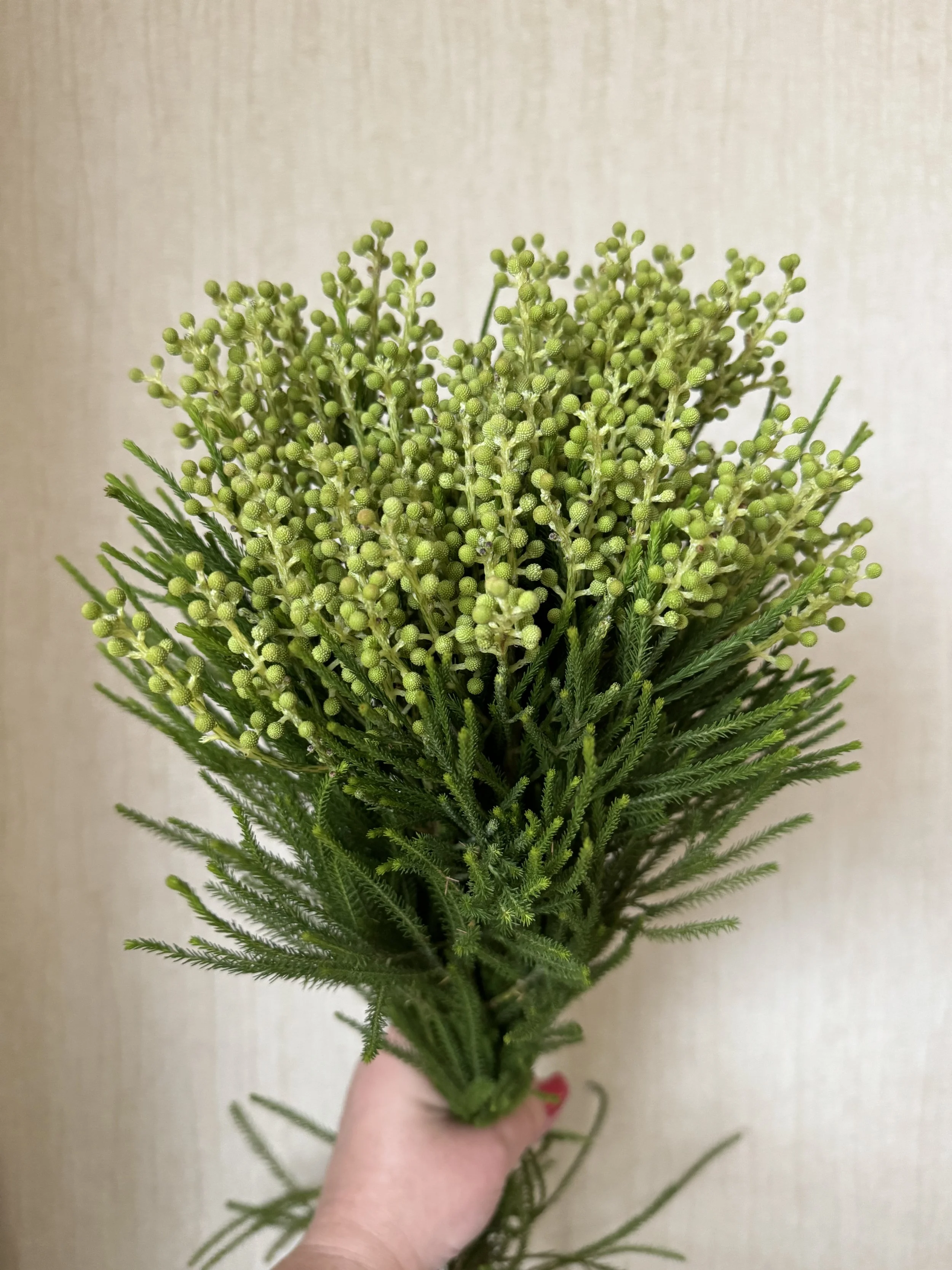 Berzillia Languinosa - 12 bunches