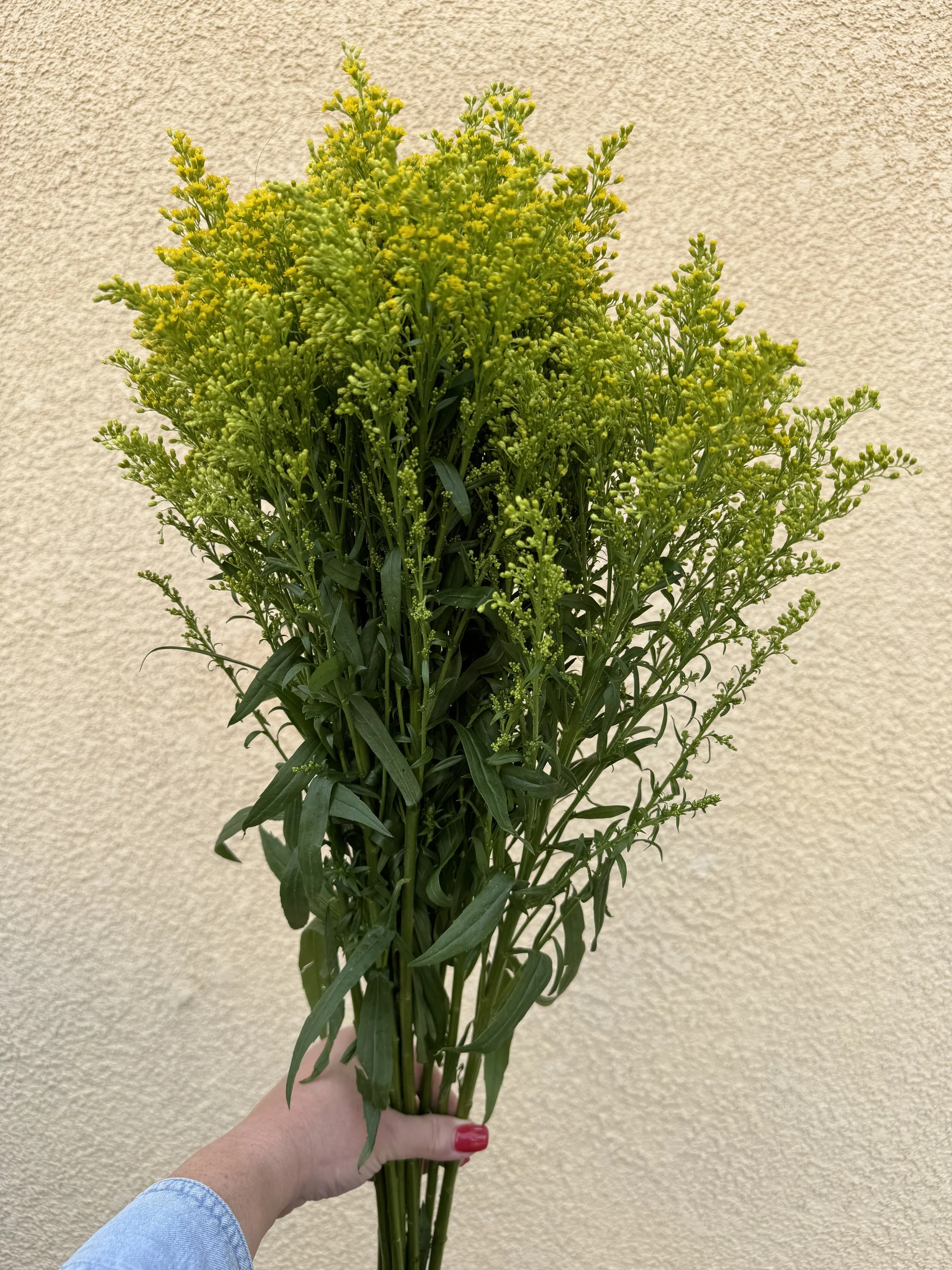 Solidago_7967.JPG