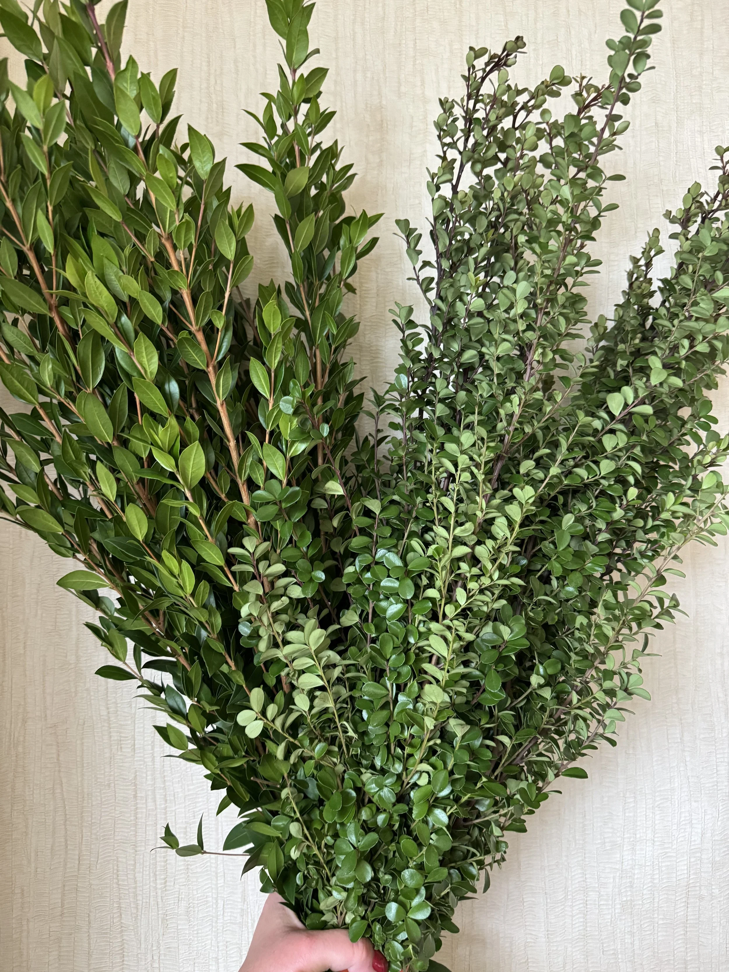 Mixed Box: African Boxwood & Myrtle