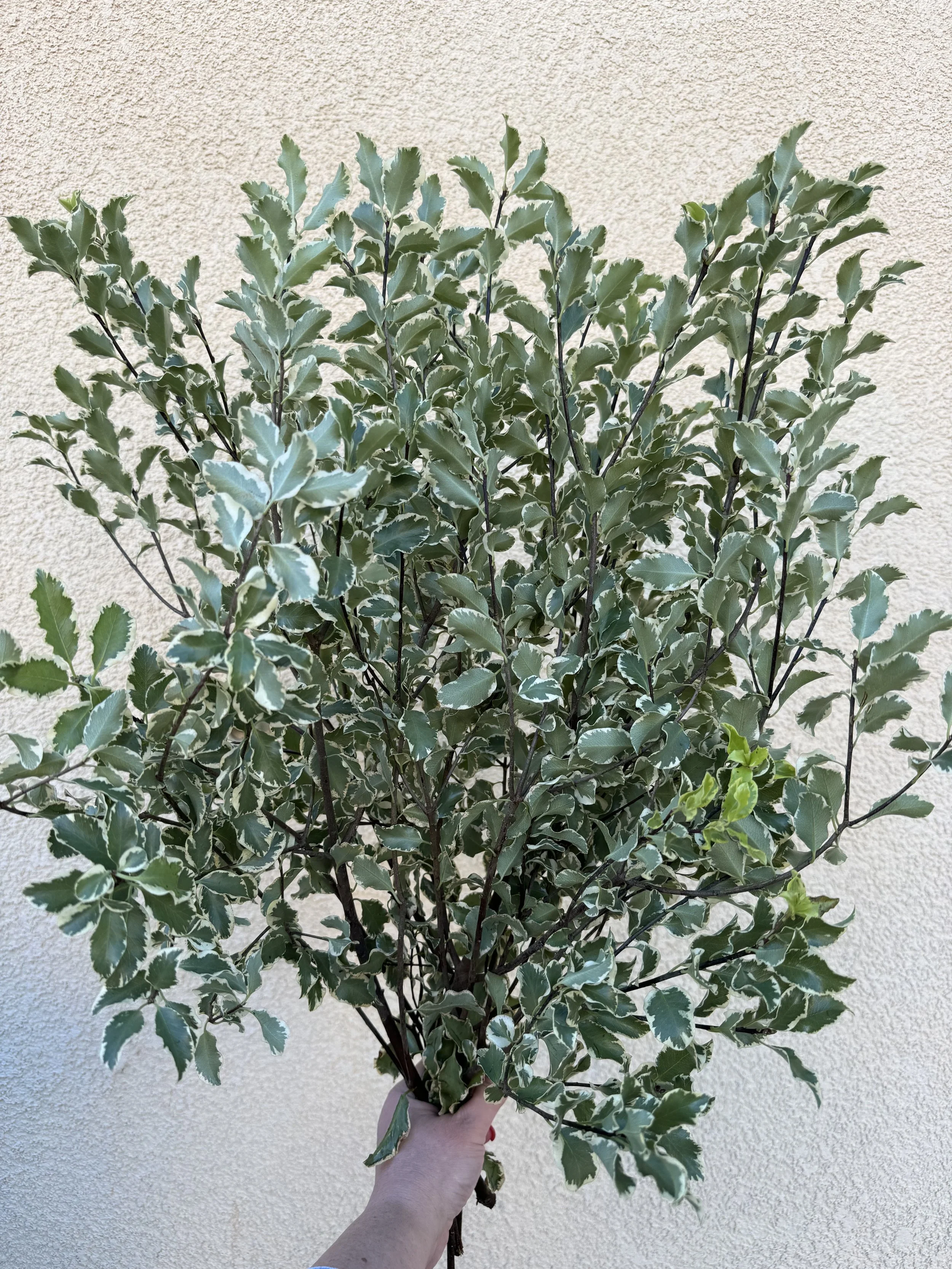 Pittosporum - Silver Queen