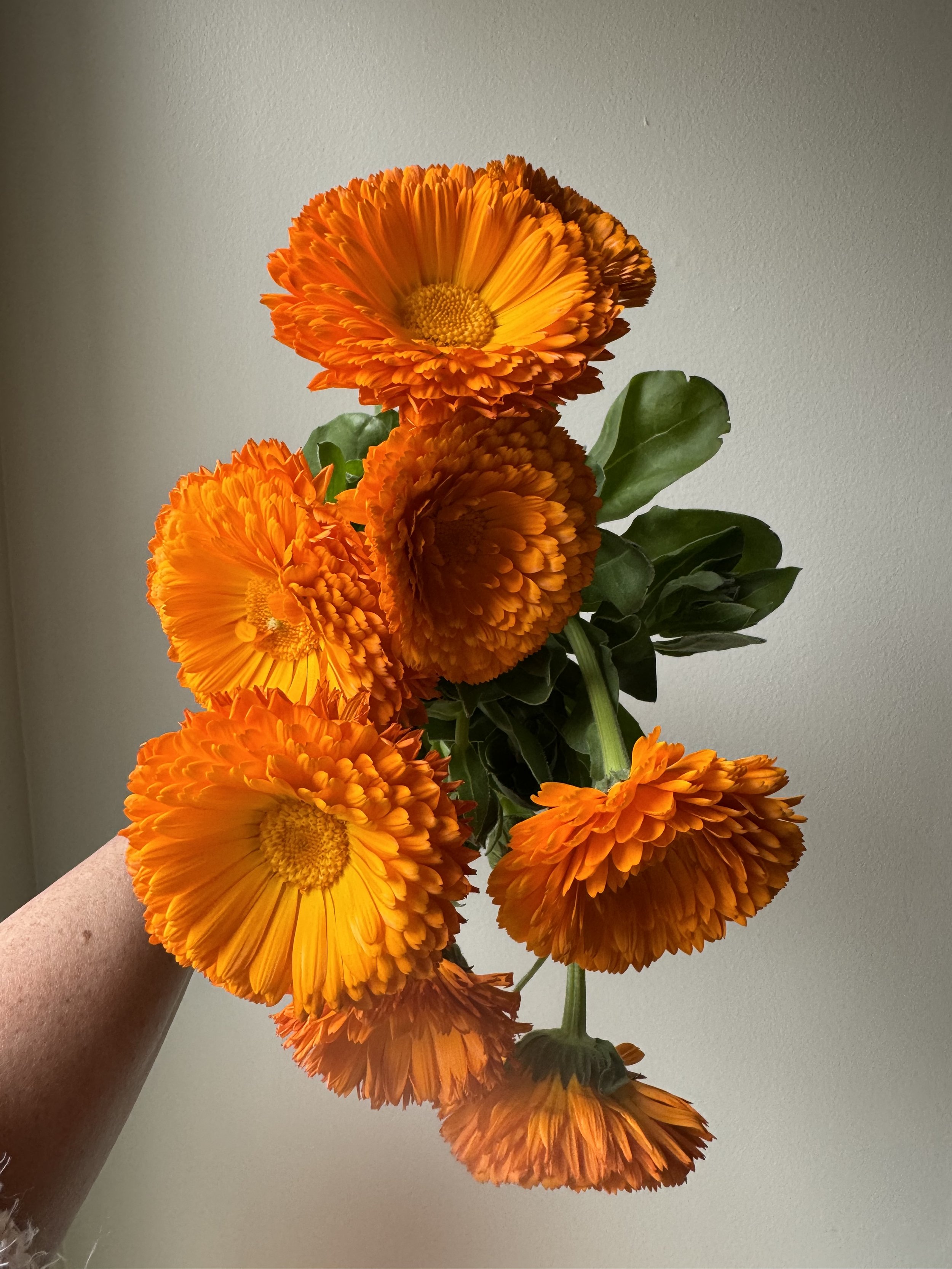 Calendula Orange_1159.JPG