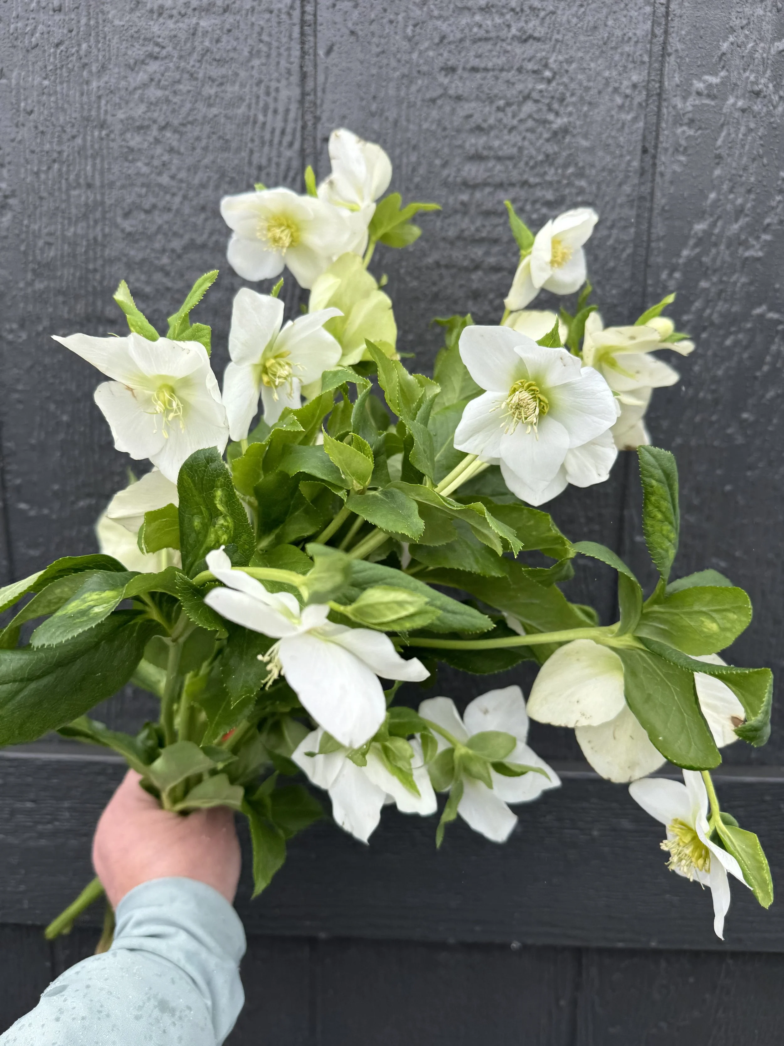 White Hellebores_1521.JPG