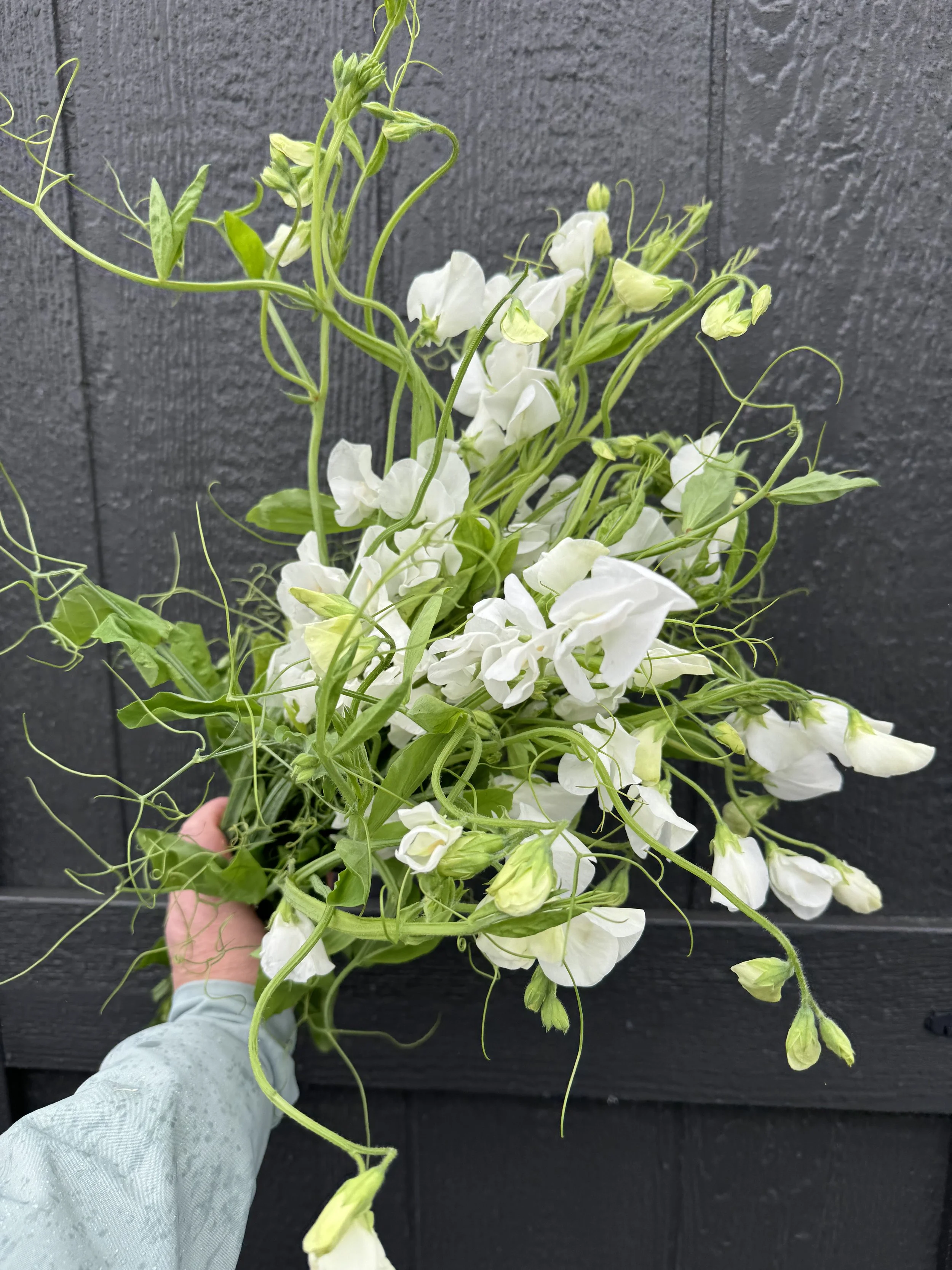 white sweet peas flowers_1527.JPG