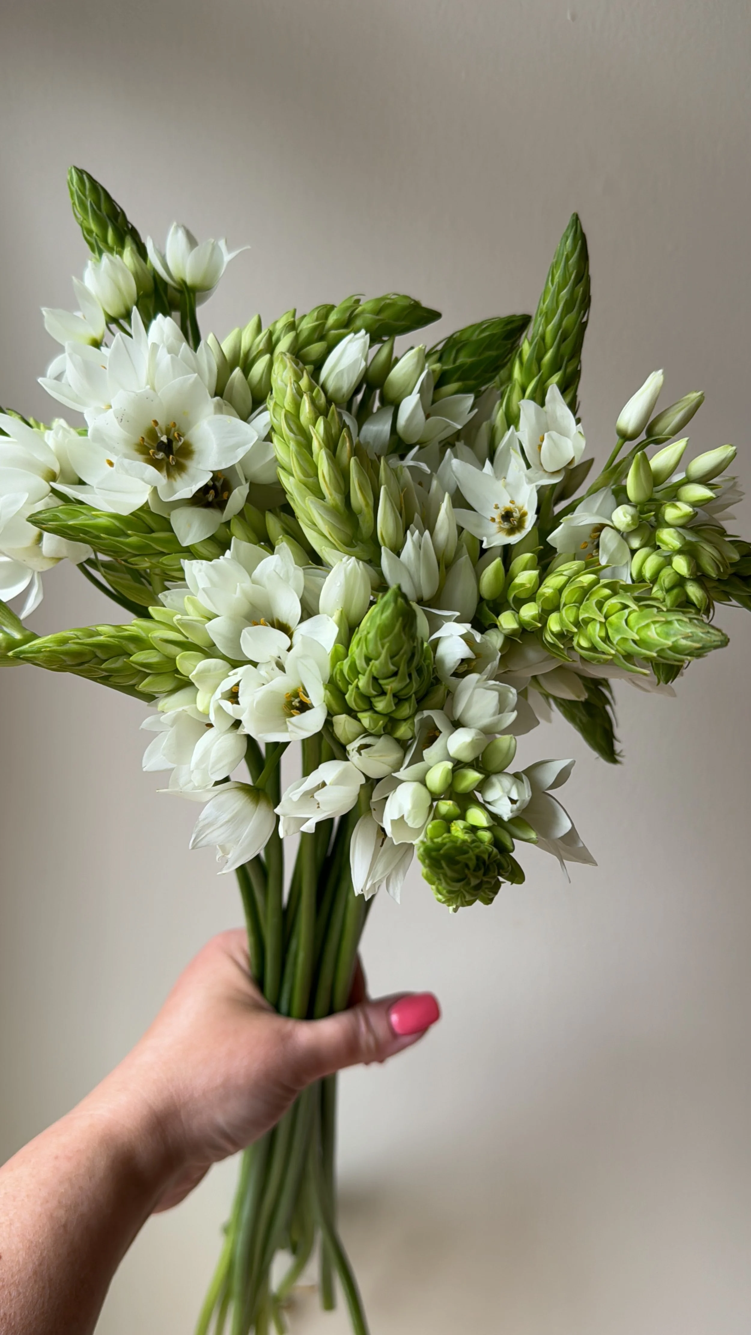 Ornithogalum - Star of Bethlehem