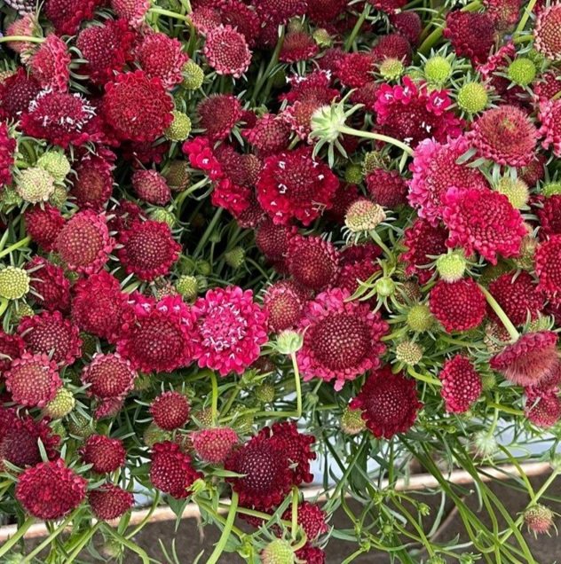 Scabiosa+red+burgundy.jpg