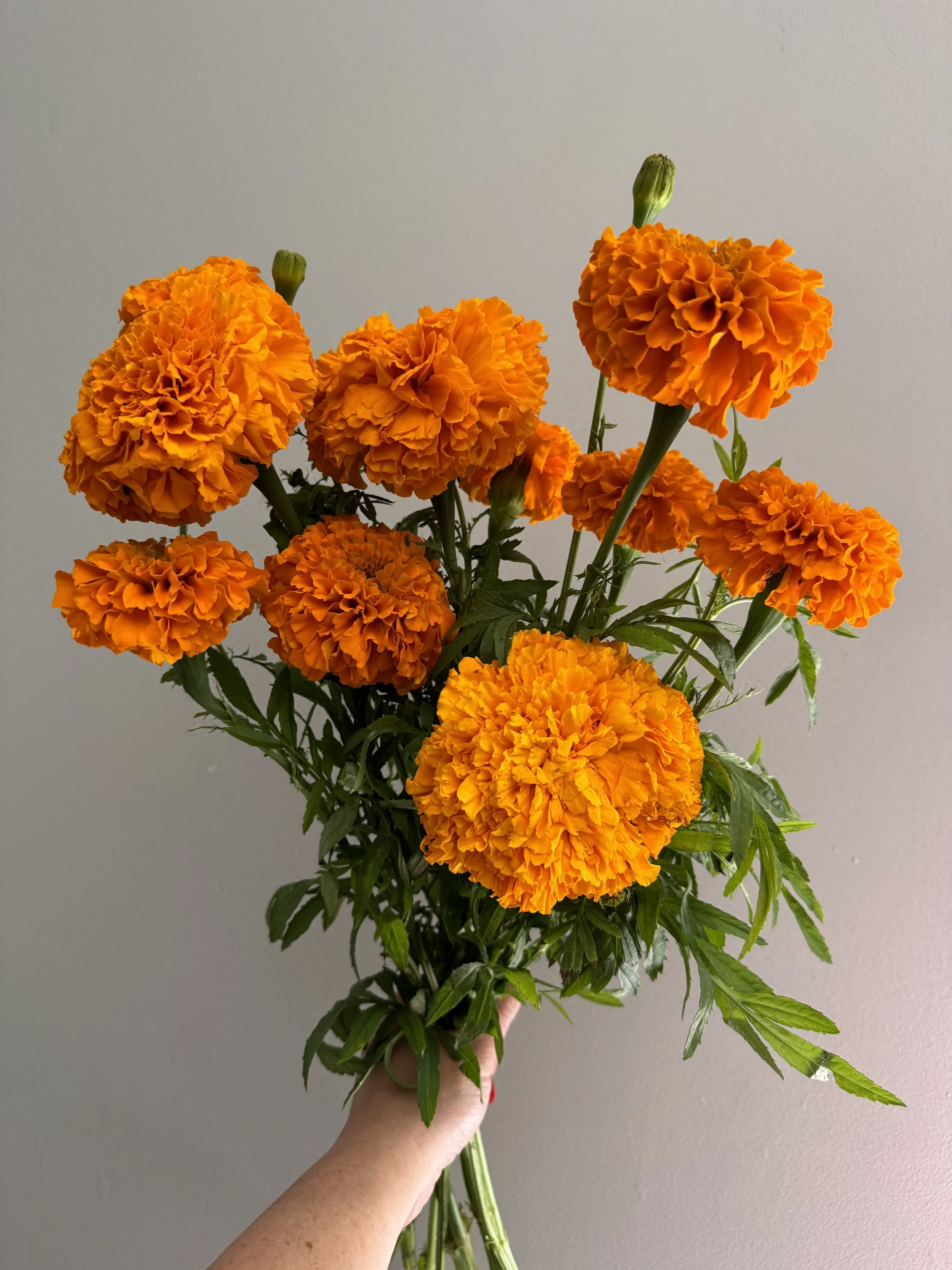 Marigolds: Texas grown - 100 stems