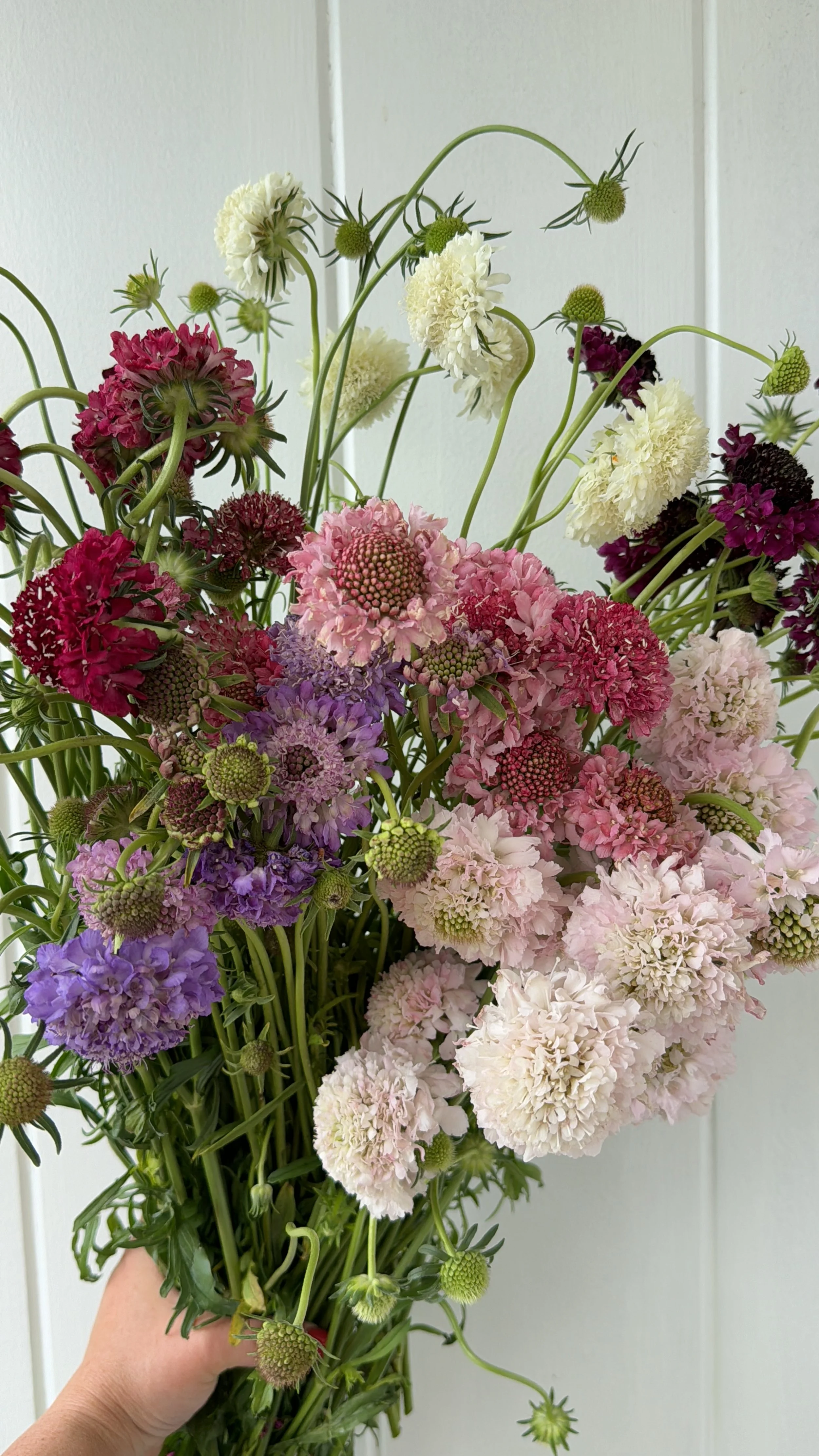 Scabiosa Scoop - Group 01.JPG