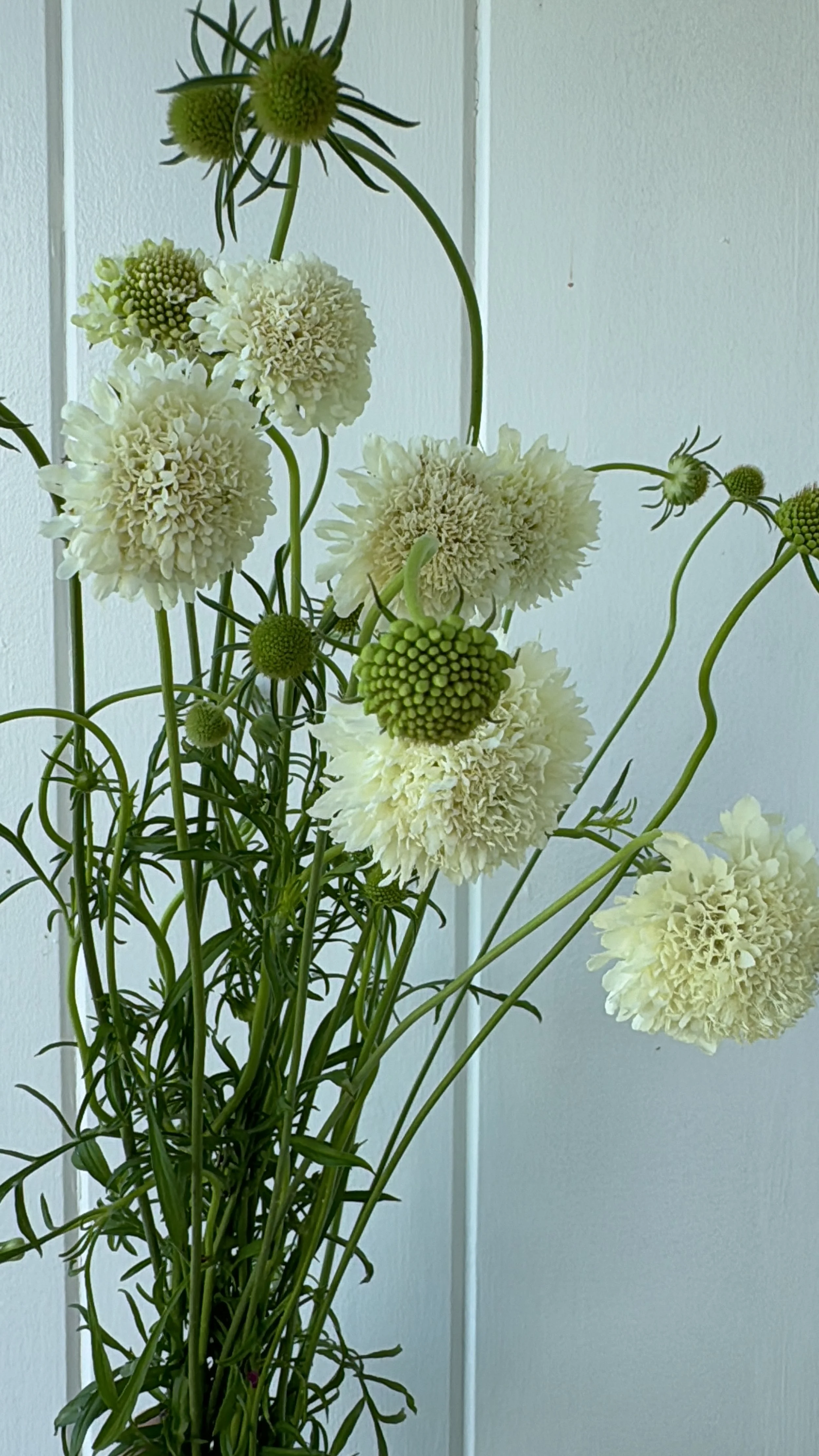 Scabiosa Scoop - Marshmallow or Vanilla.JPG