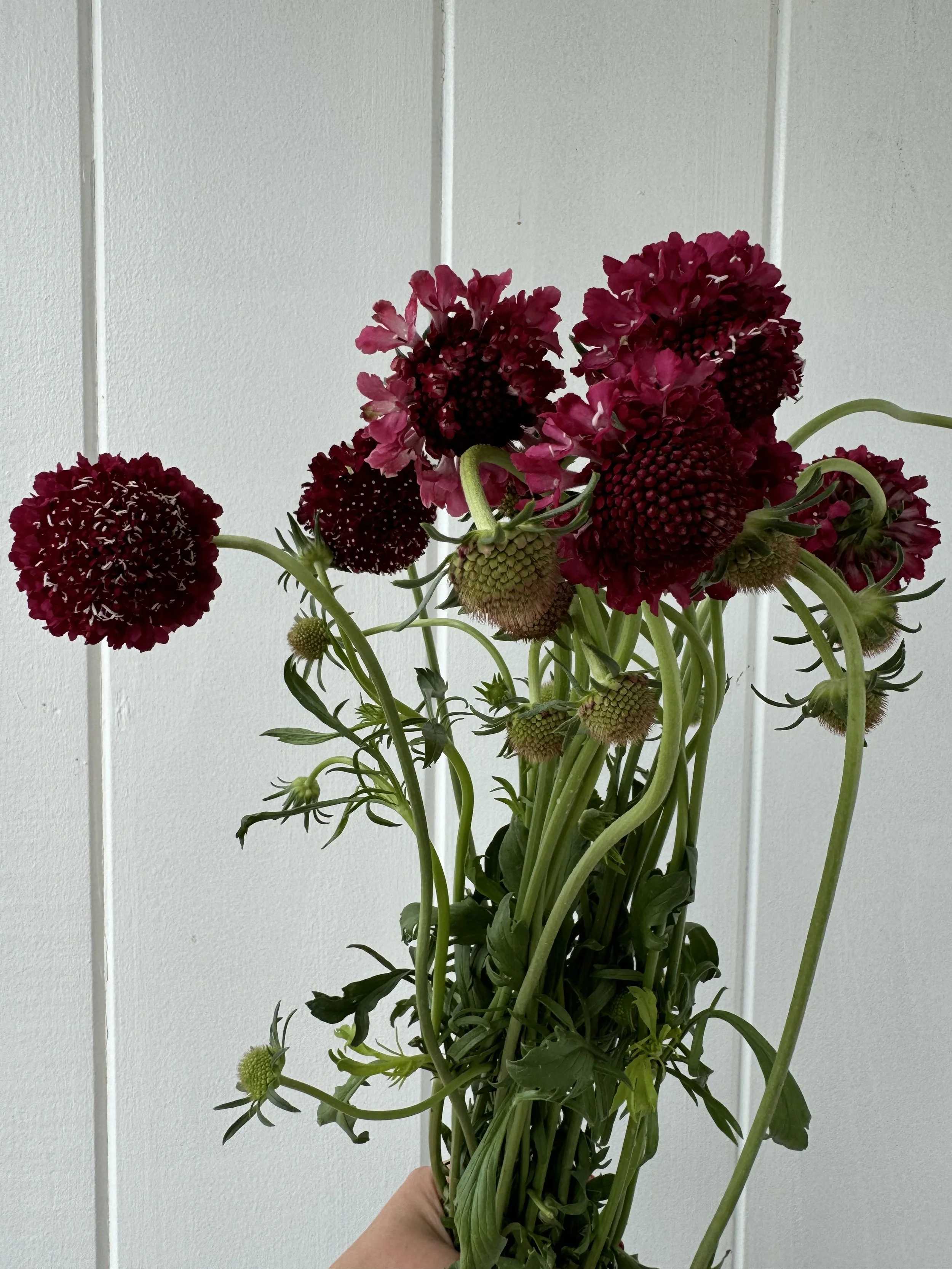Scabiosa Scoop - Raspberry.JPG