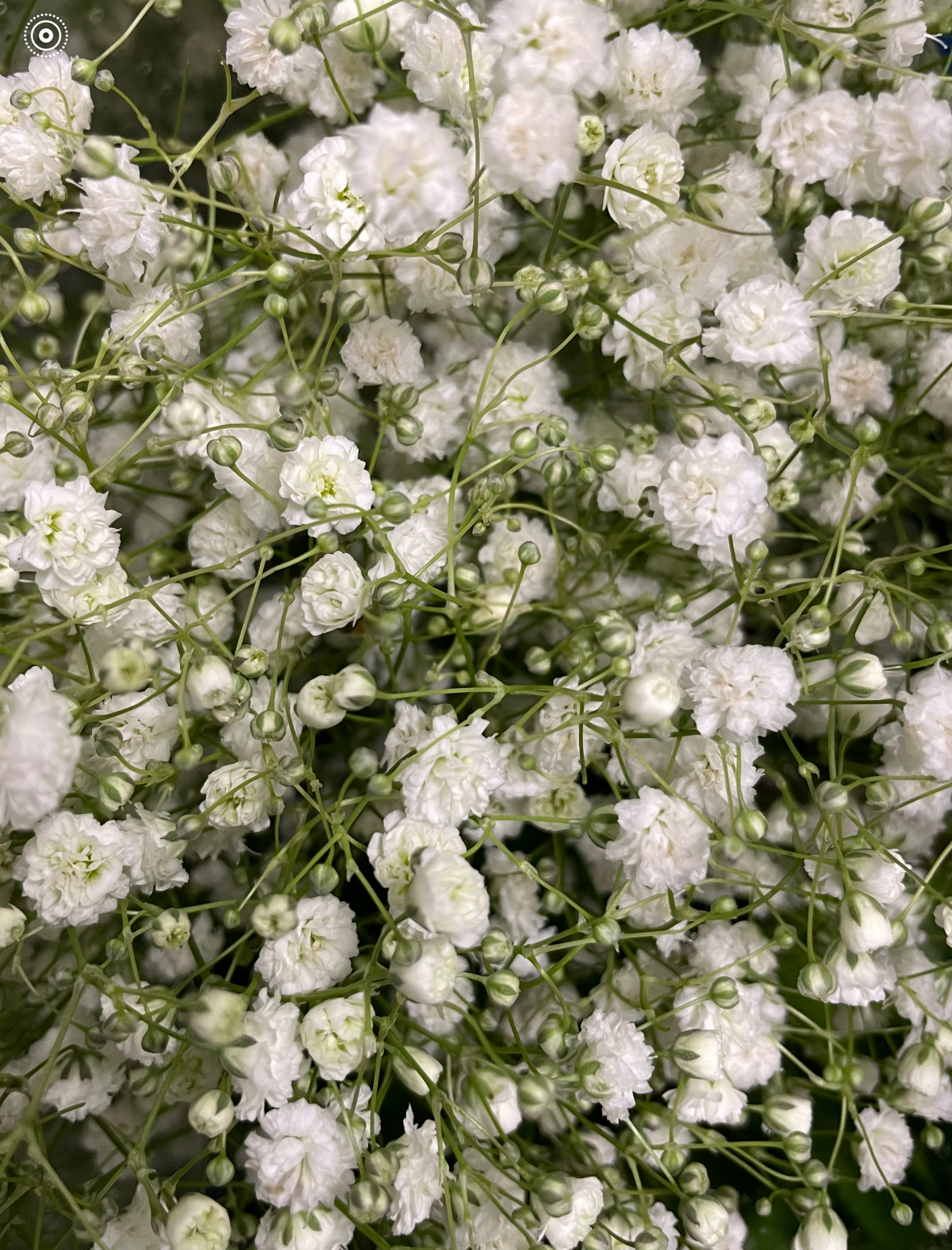 Excellence Babies Breath.PNG