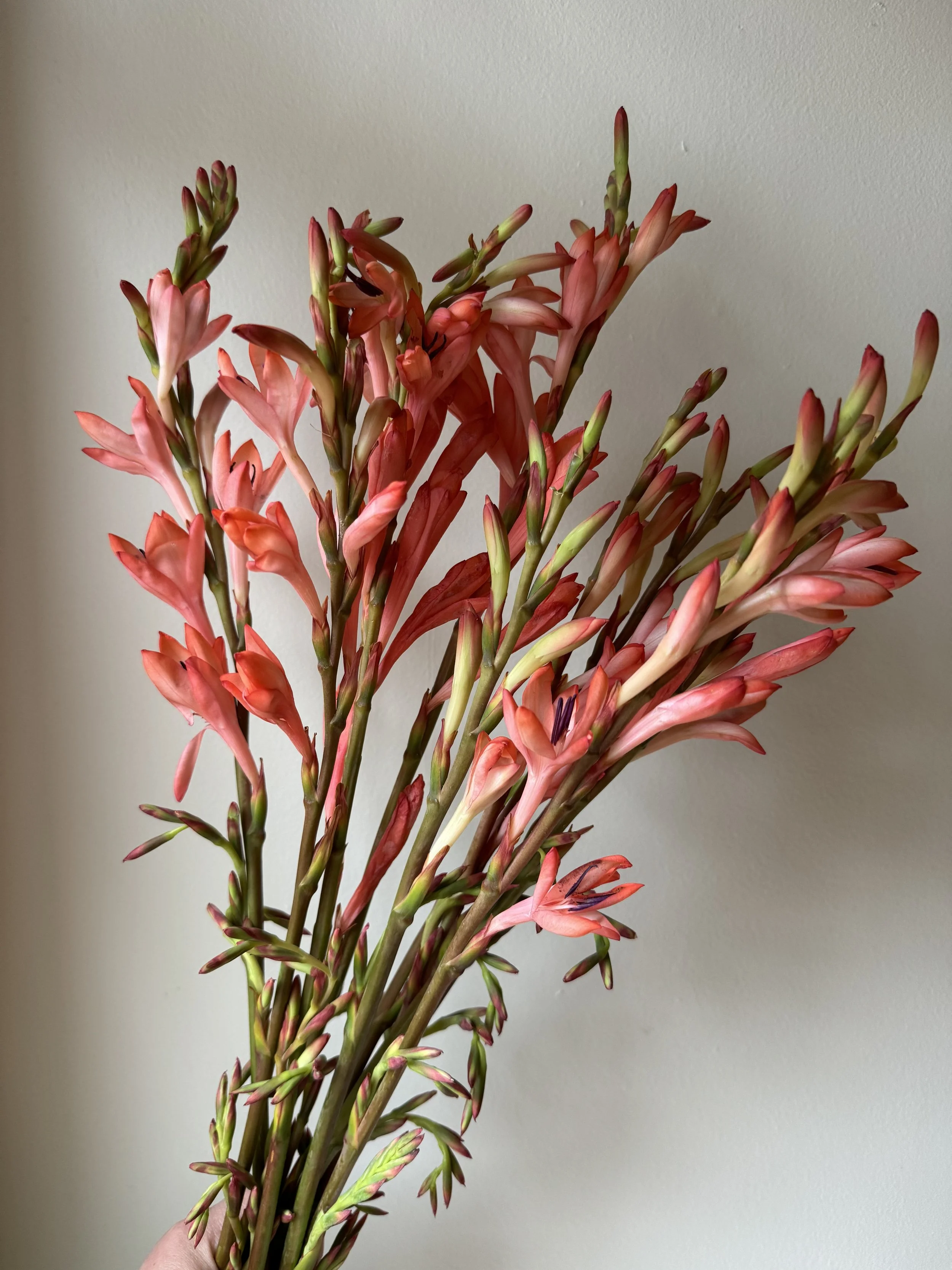 Watsonia