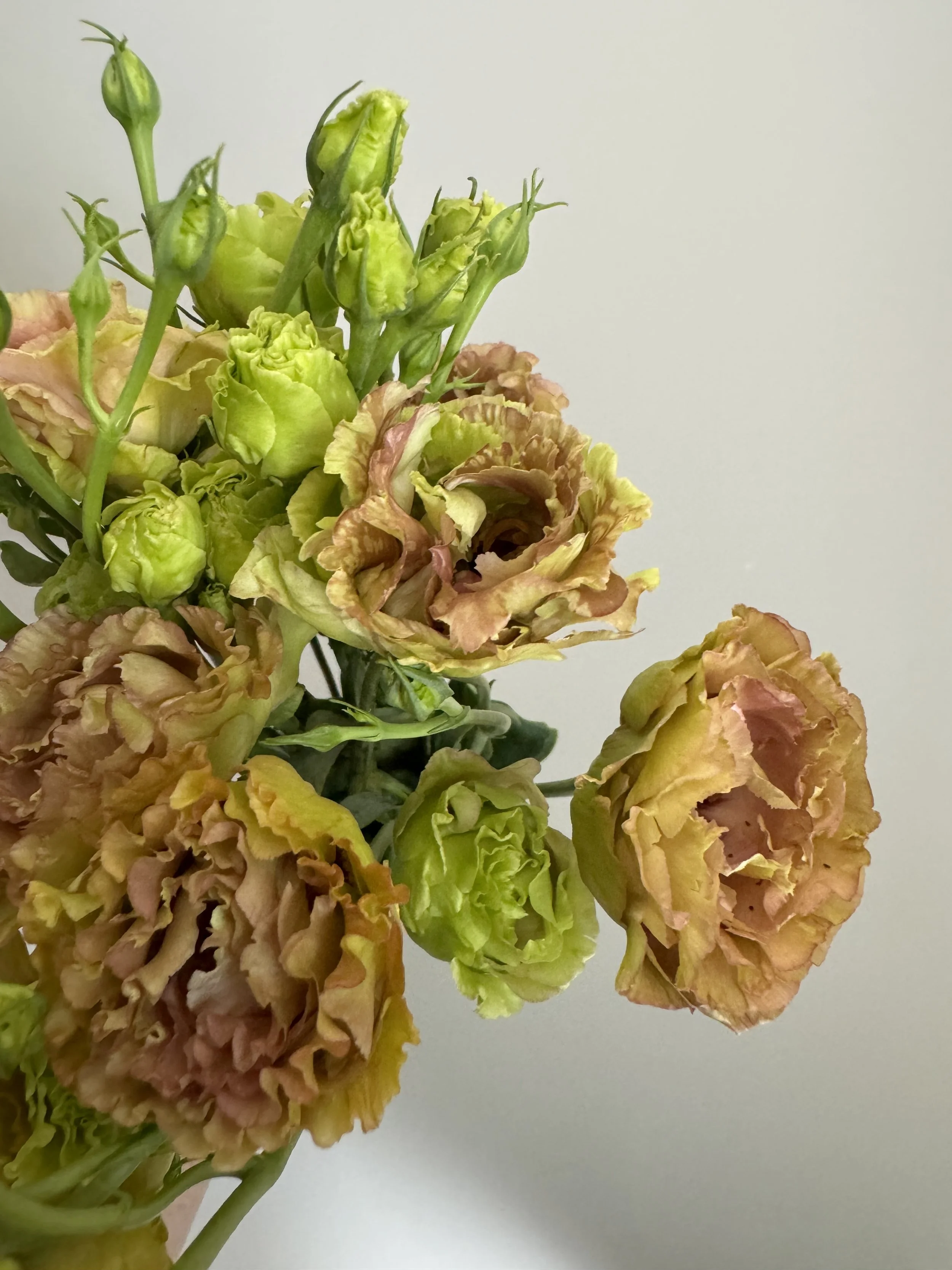 Lisianthus_6112.JPG