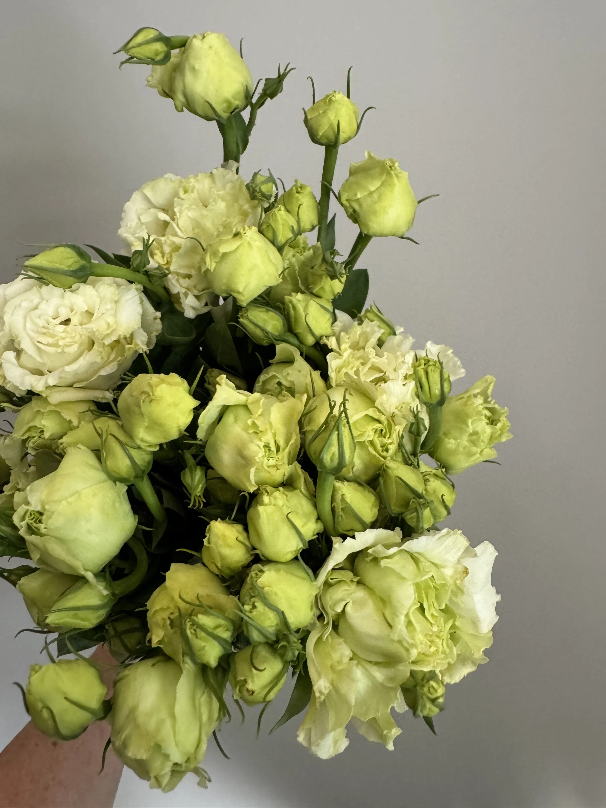 Lisianthus_6121.JPG