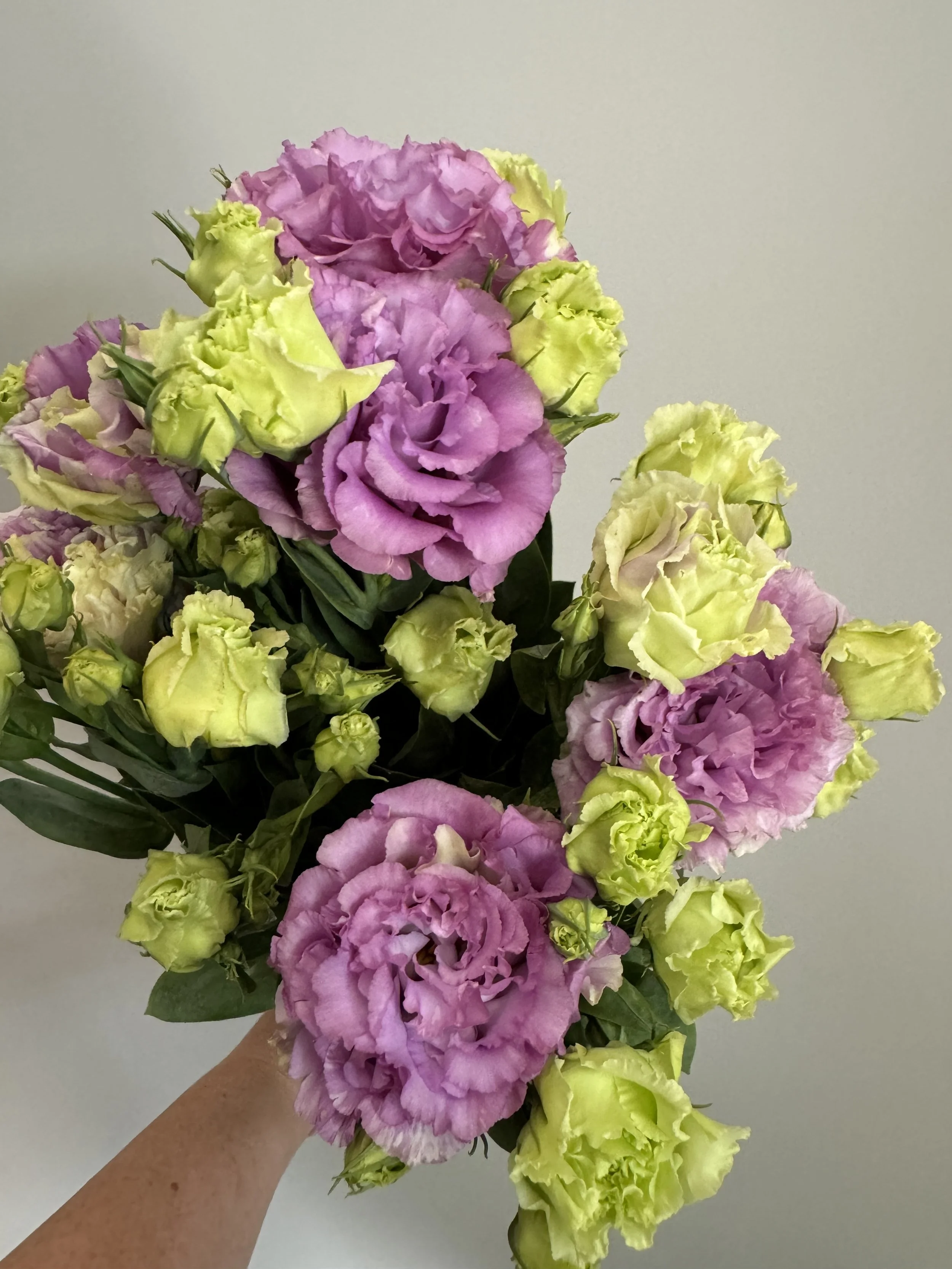 Lisianthus_6115.JPG