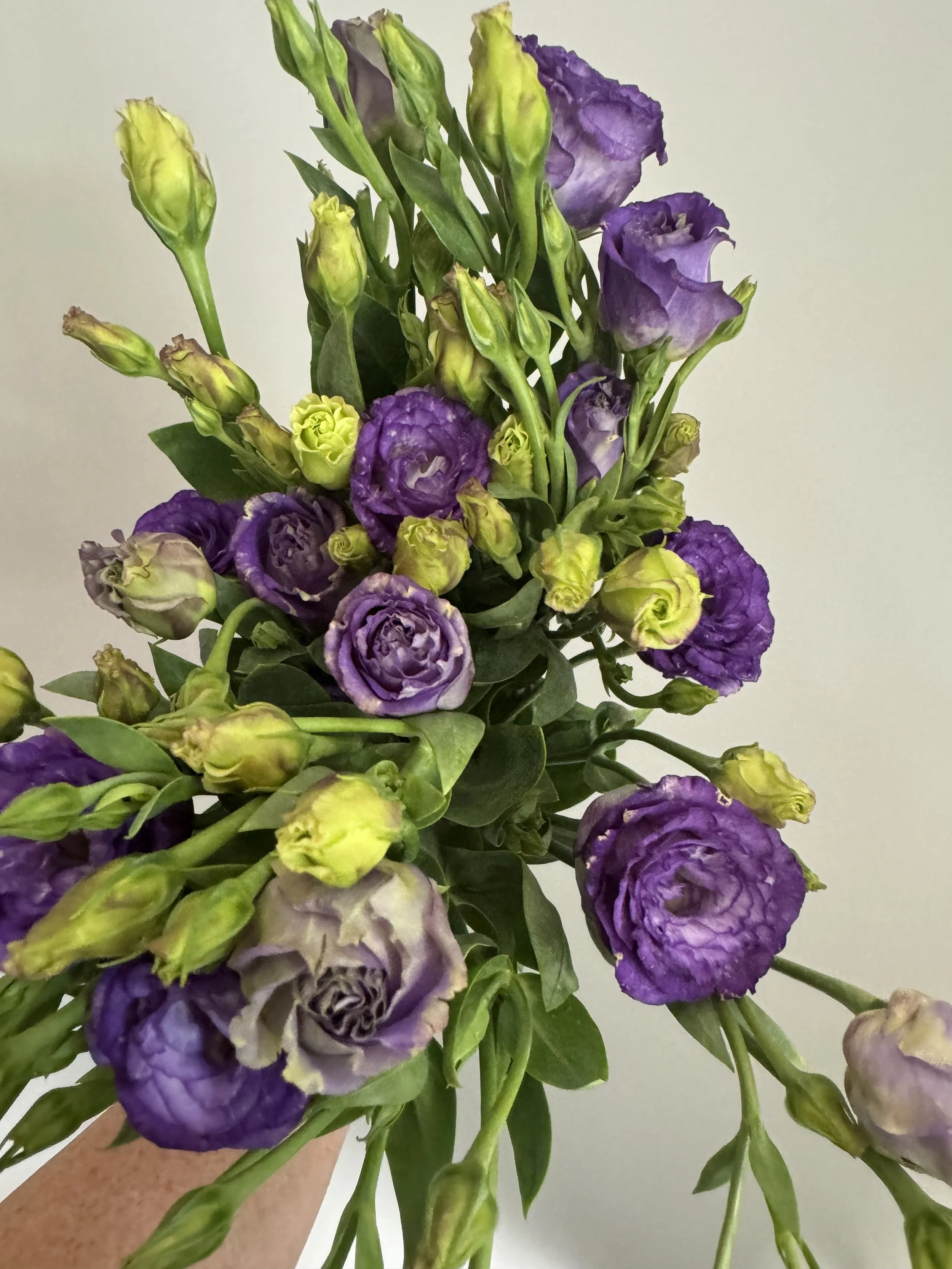 Lisianthus_6124.JPG