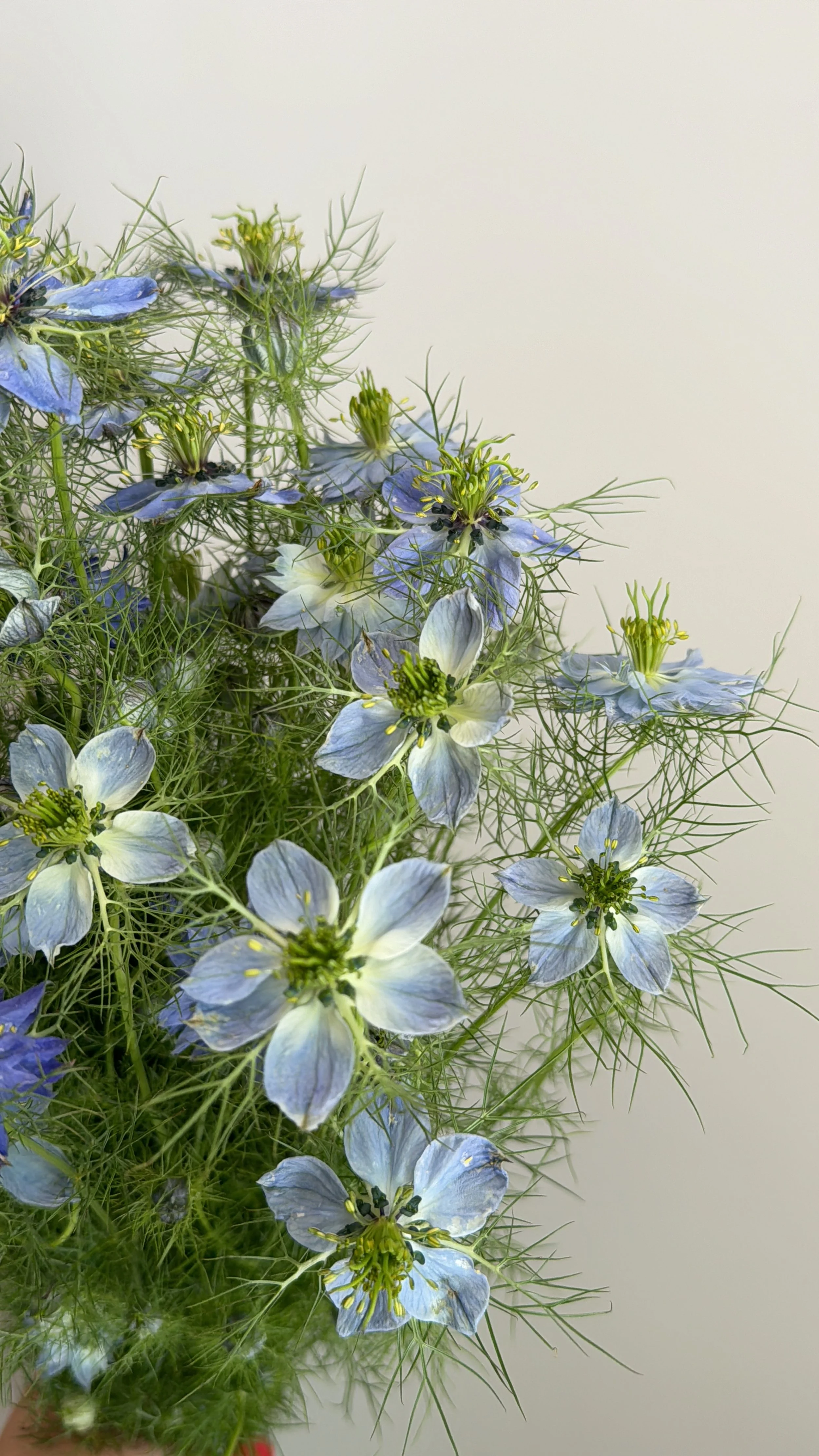 Nigella