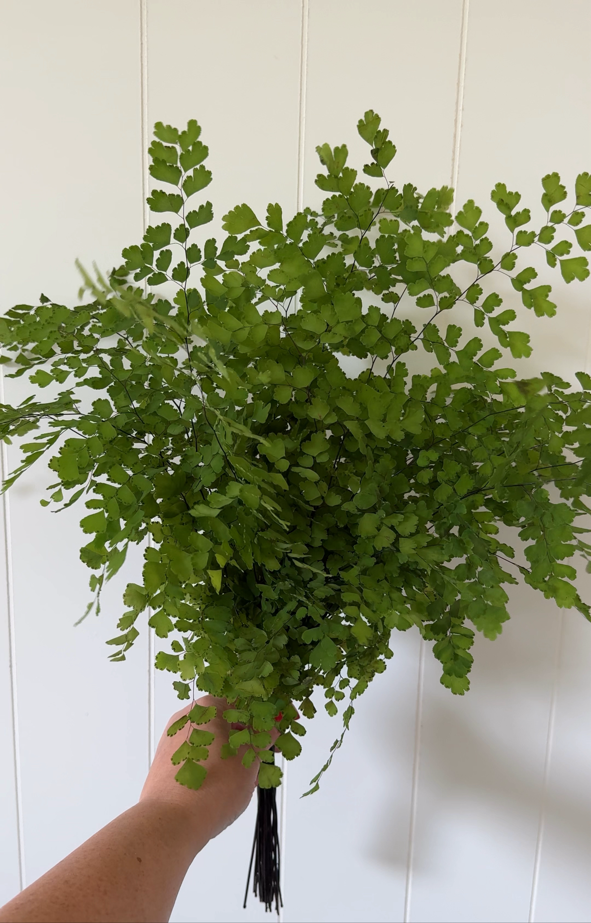 Maidenhair Fern