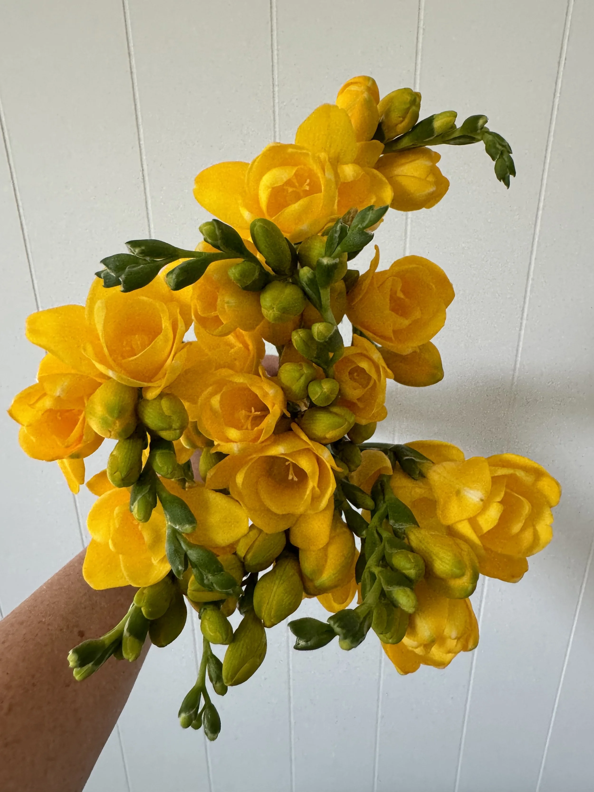 Freesia_7487.JPG
