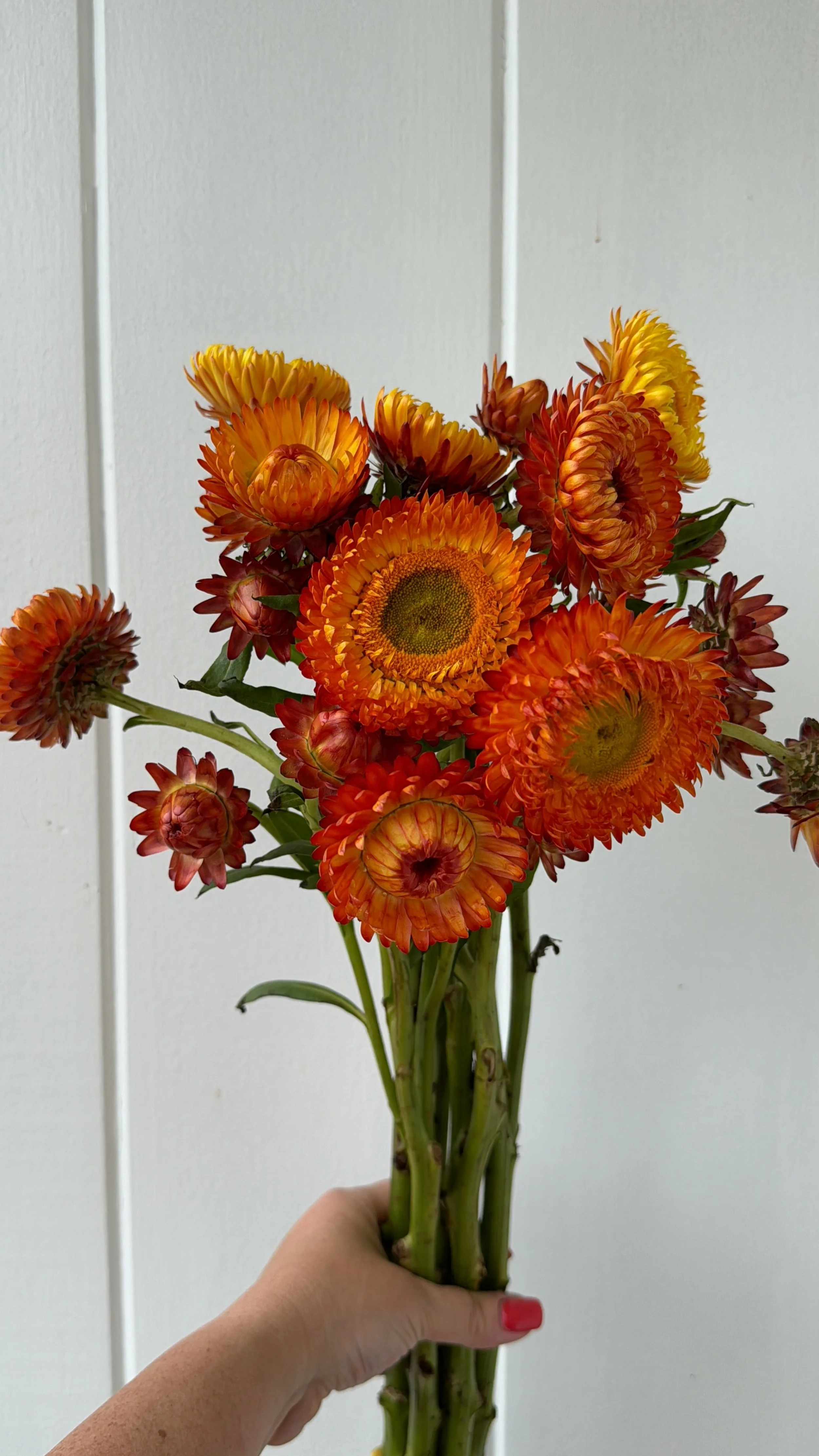strawflower_7166.JPG
