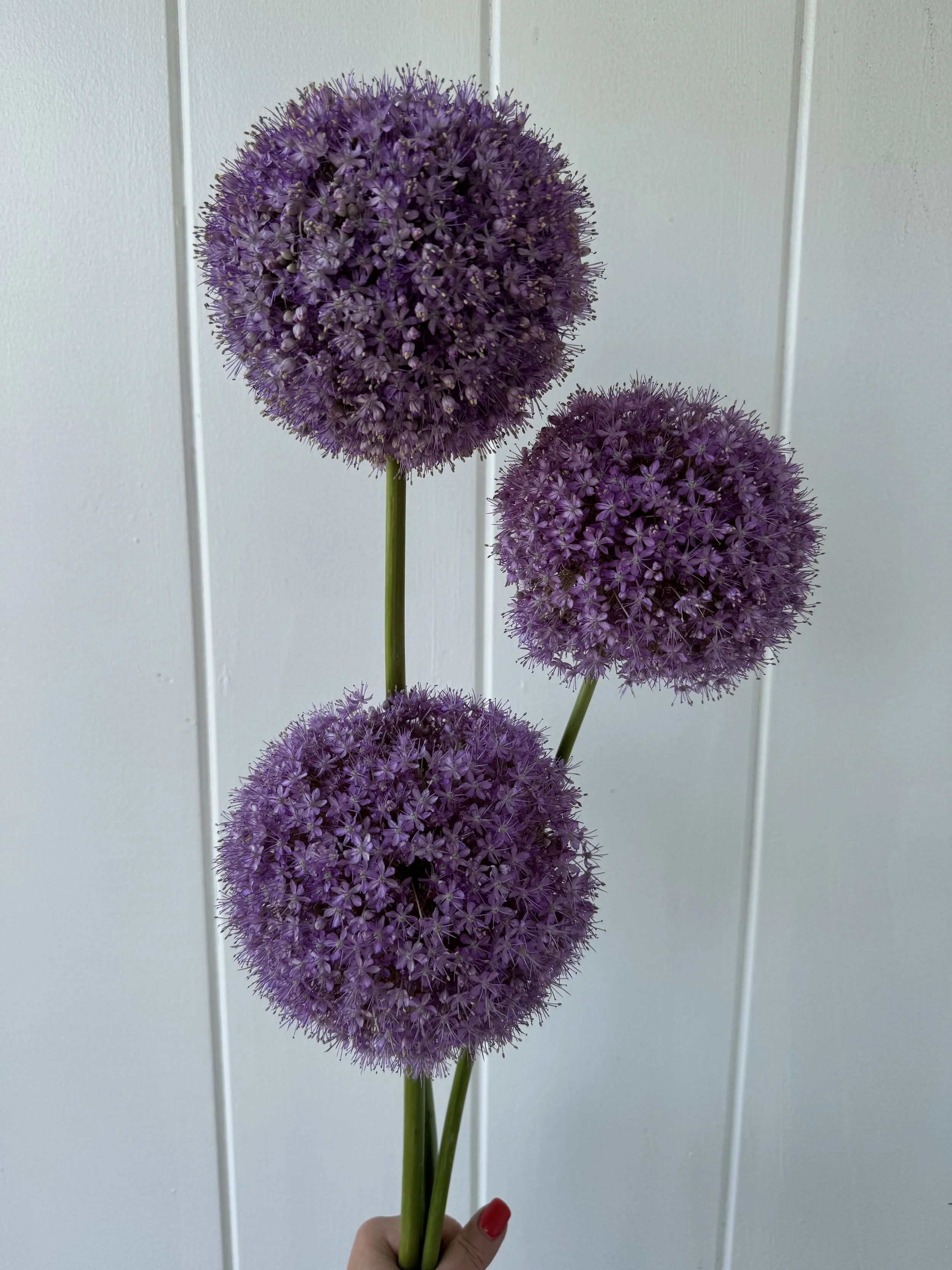 Allium Gigantum