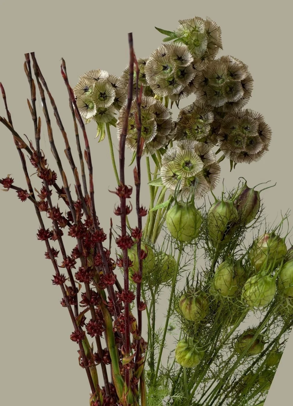 Pods - Nigella