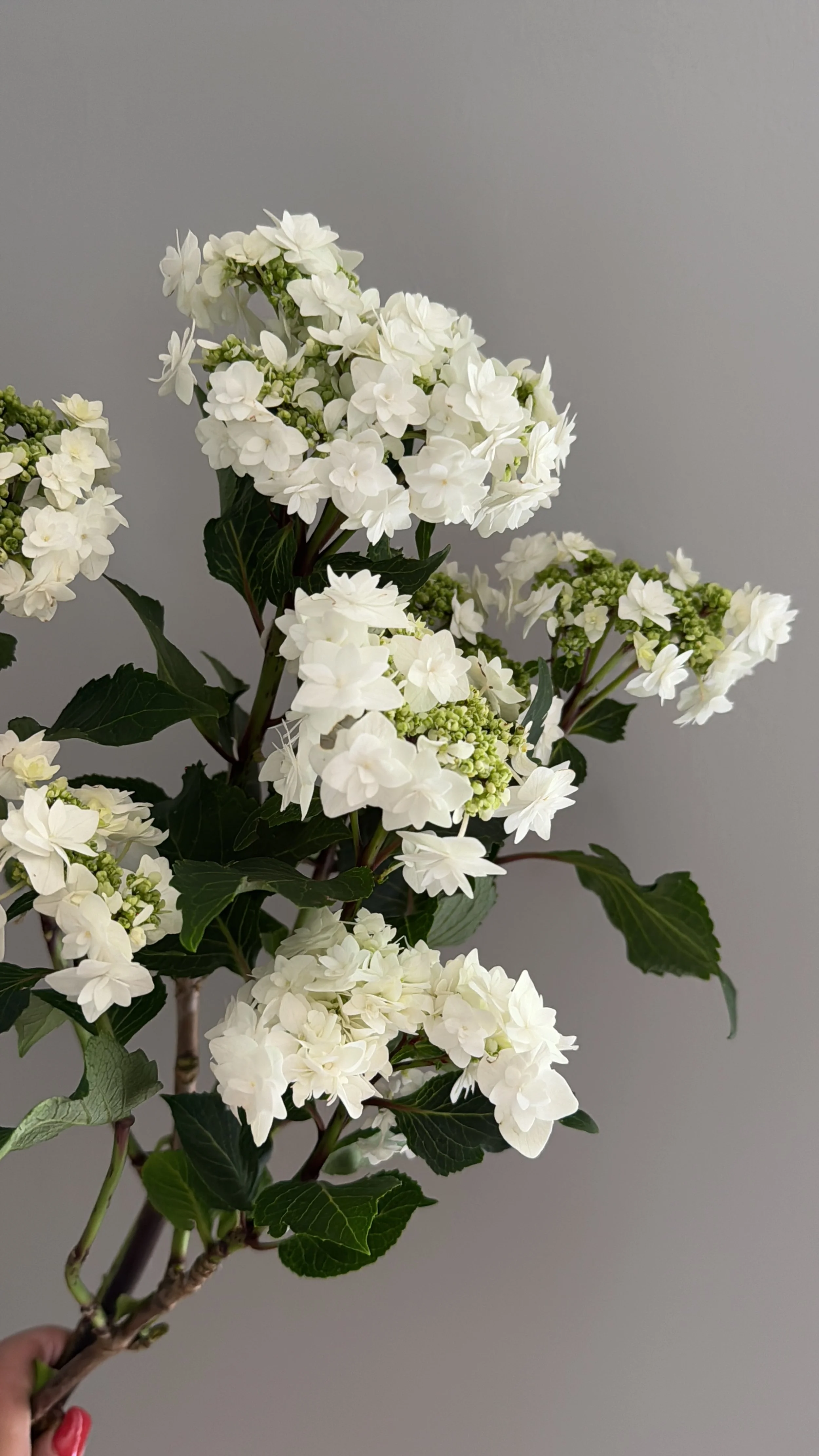 Hydrangea - Wedding Lace