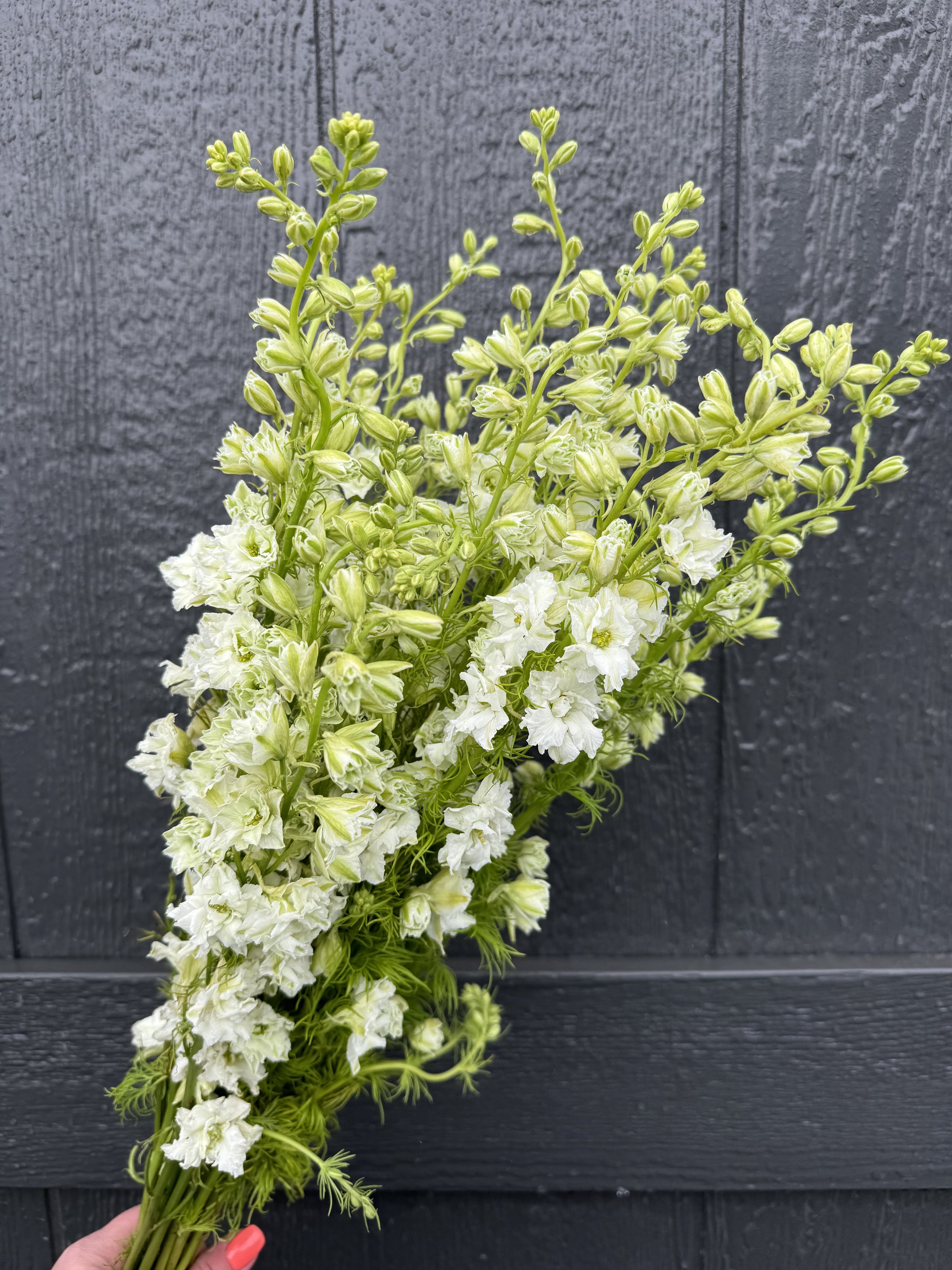 Larkspur - White