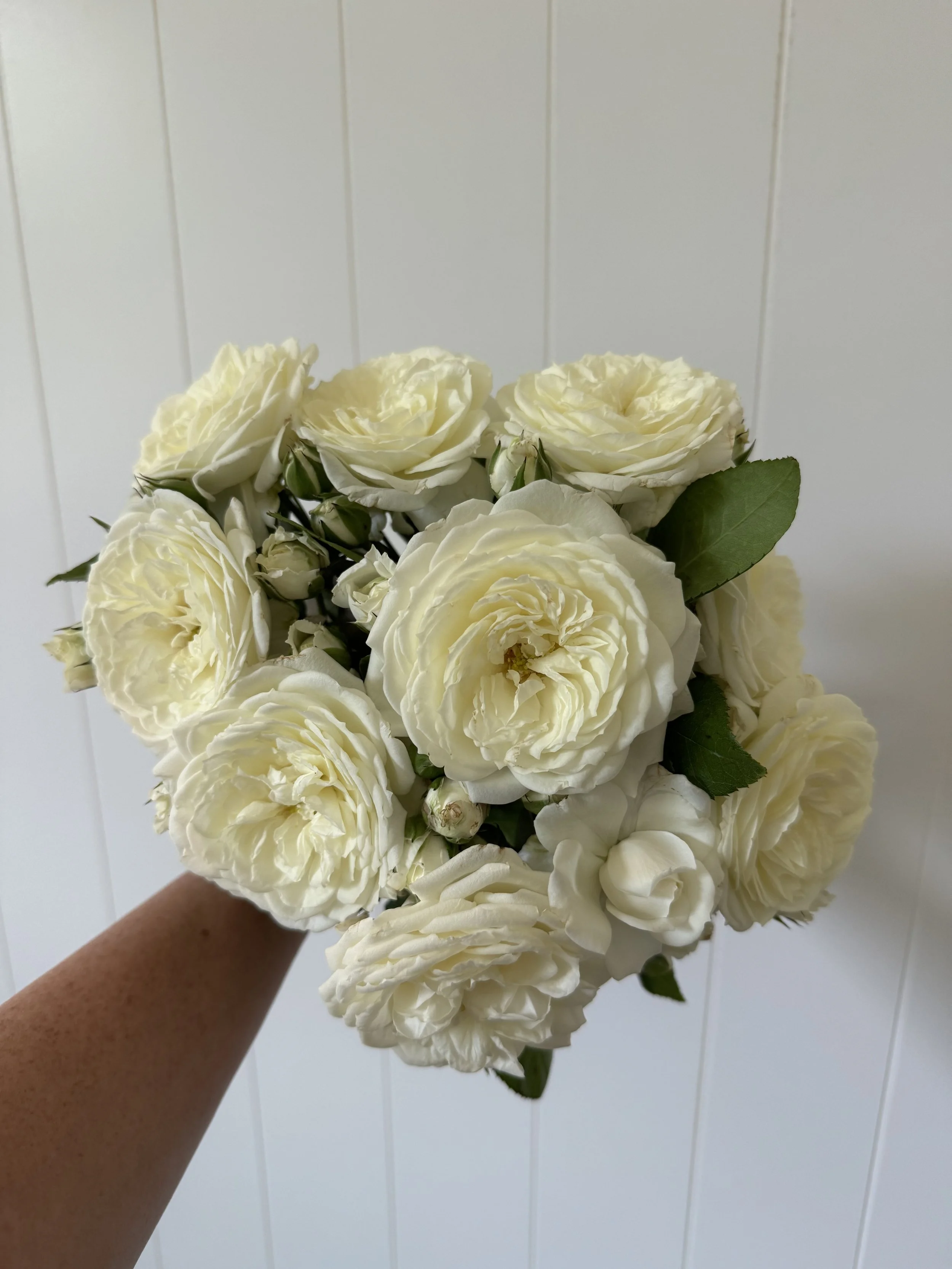Roses (Garden) - White