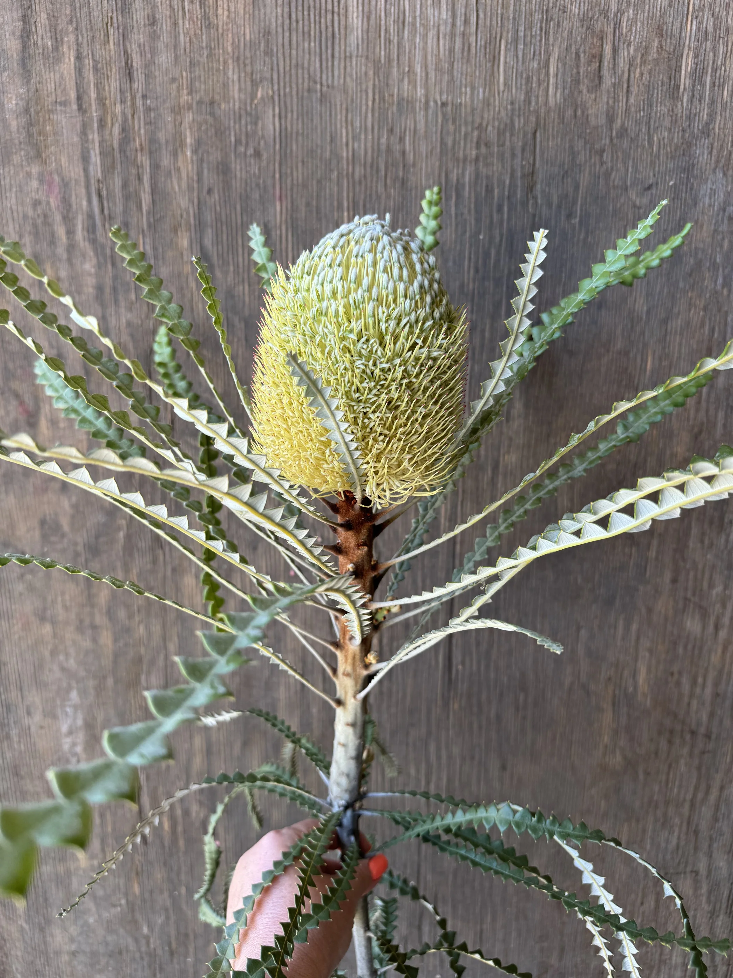 Banksia_9740.JPG