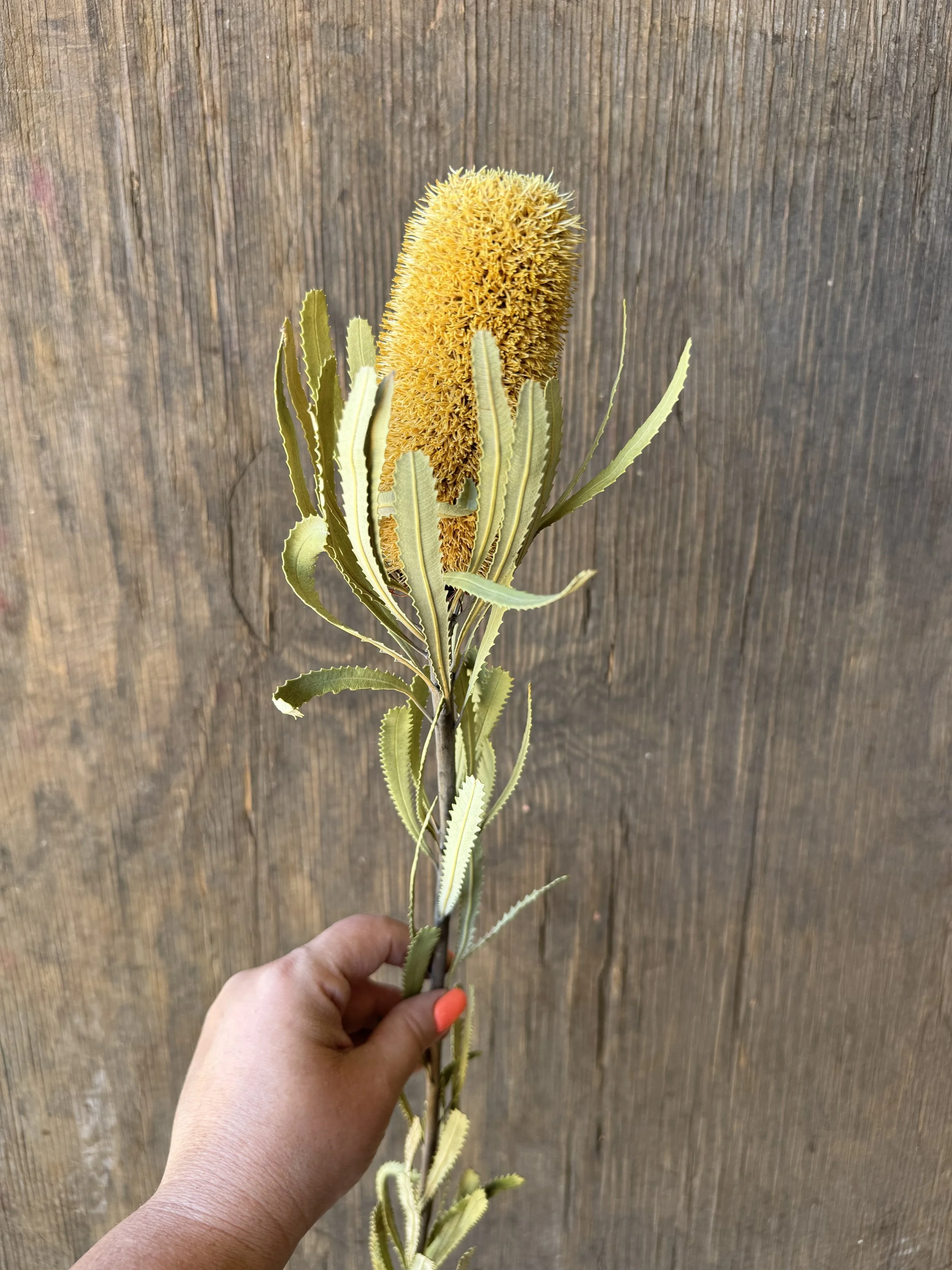 Banksia_9725.JPG