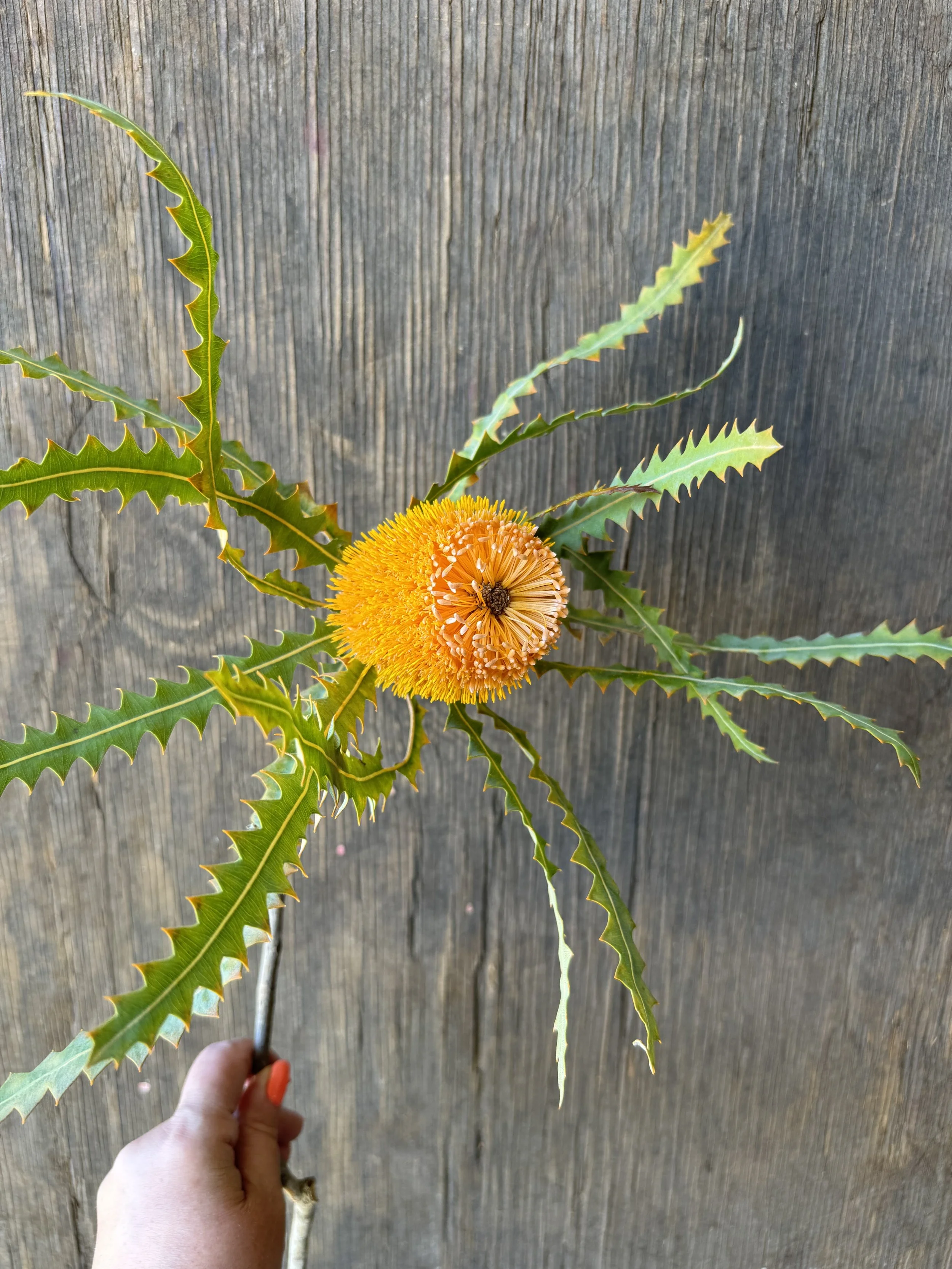 Banksia_9733.JPG