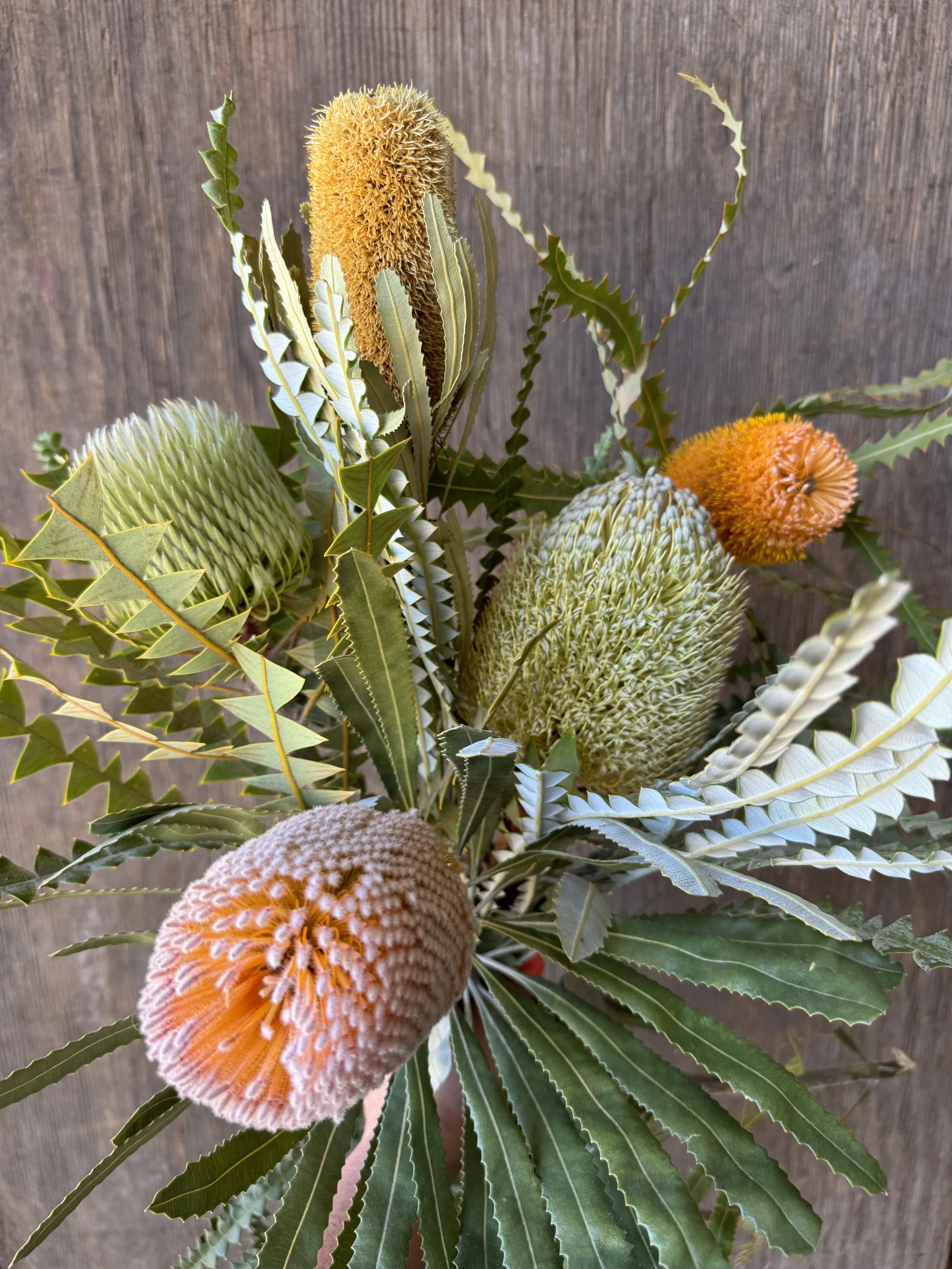 Banksia - Assorted
