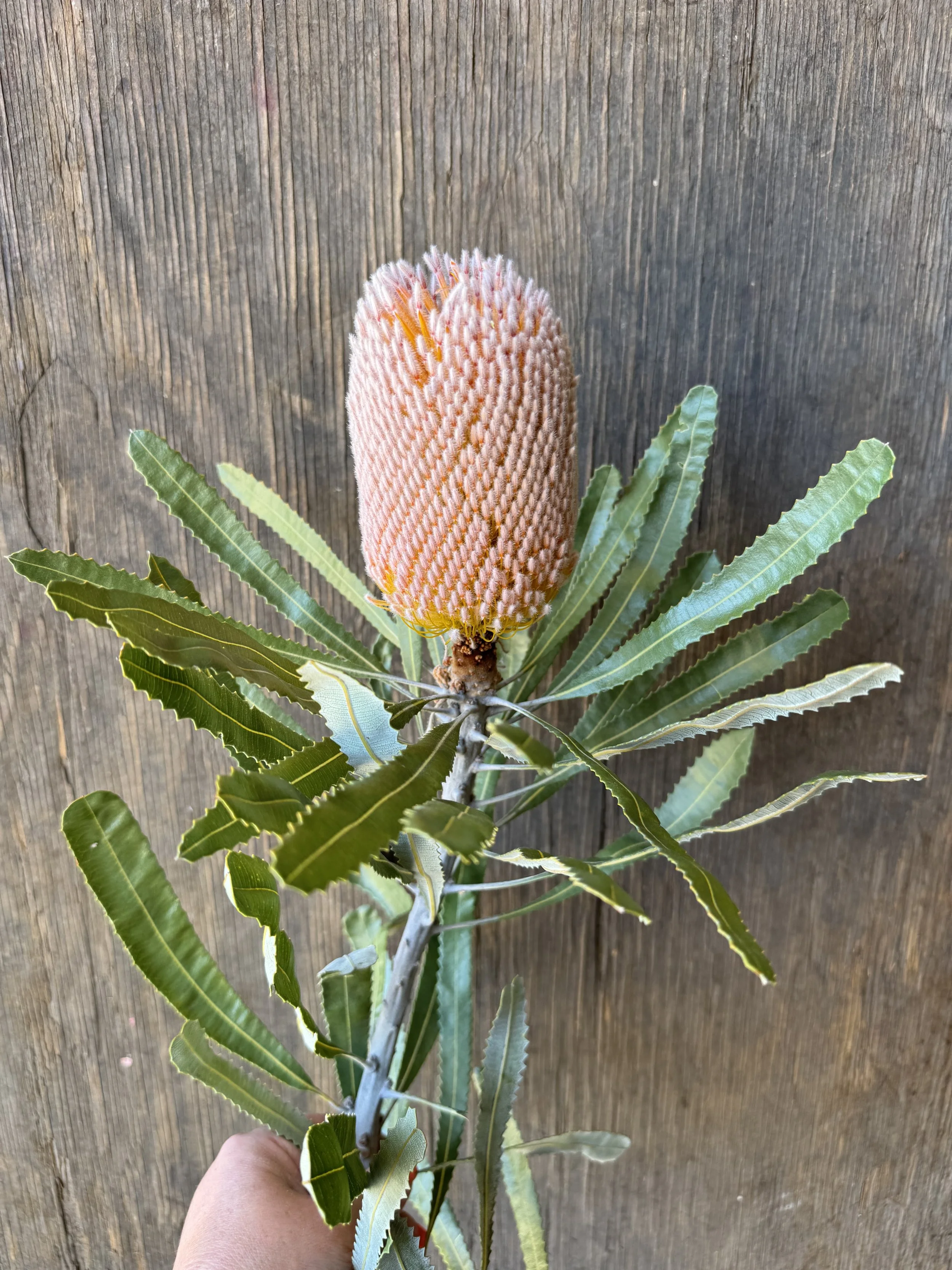 Banksia_9728.JPG