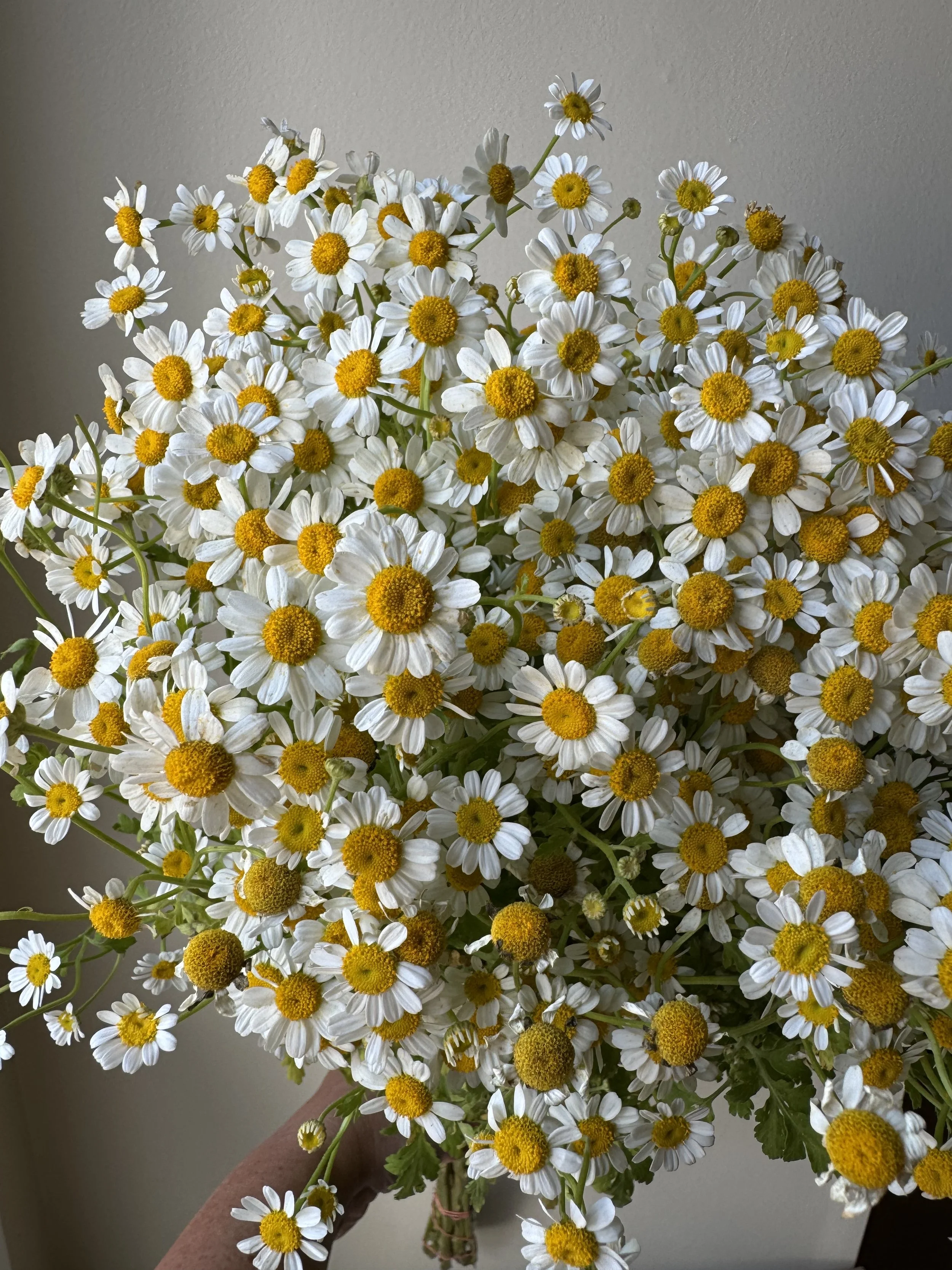 daisy feverfew_0197.JPG