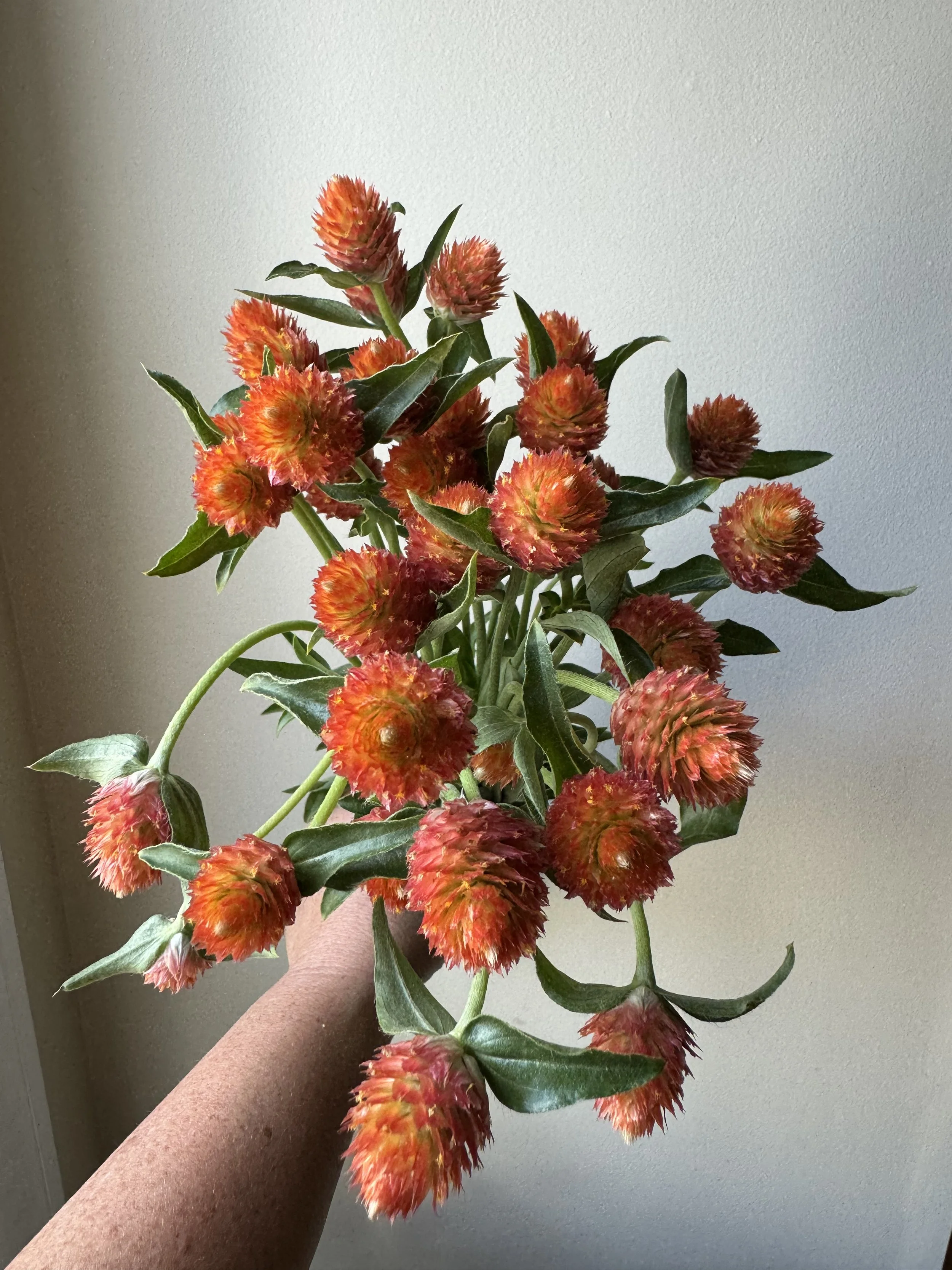 gomprena orange_0230.JPG