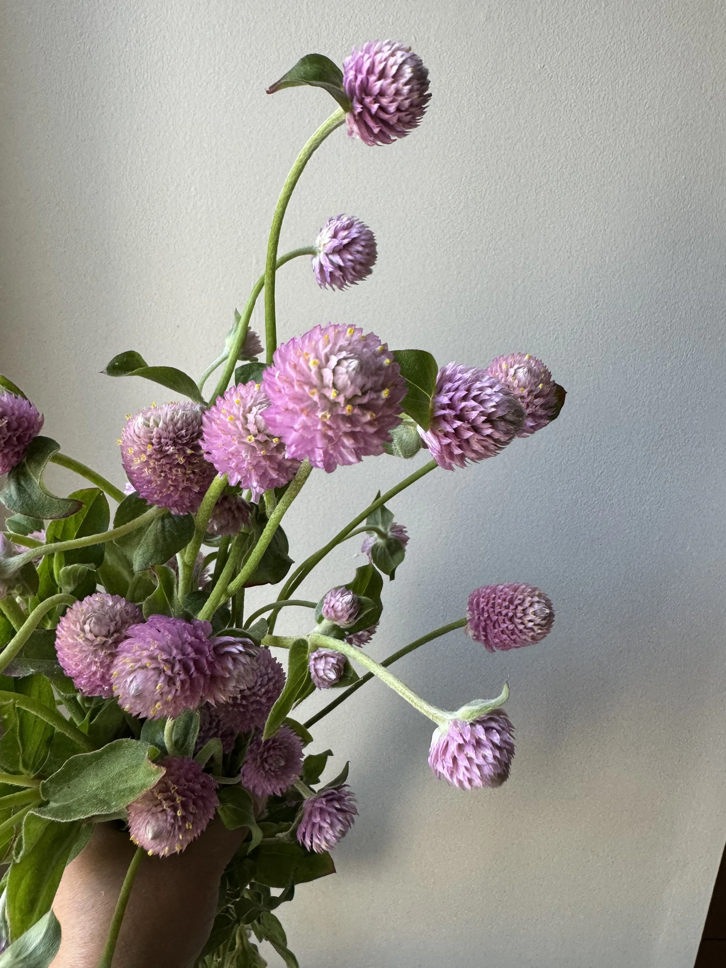 gomprena pink_0234.JPG