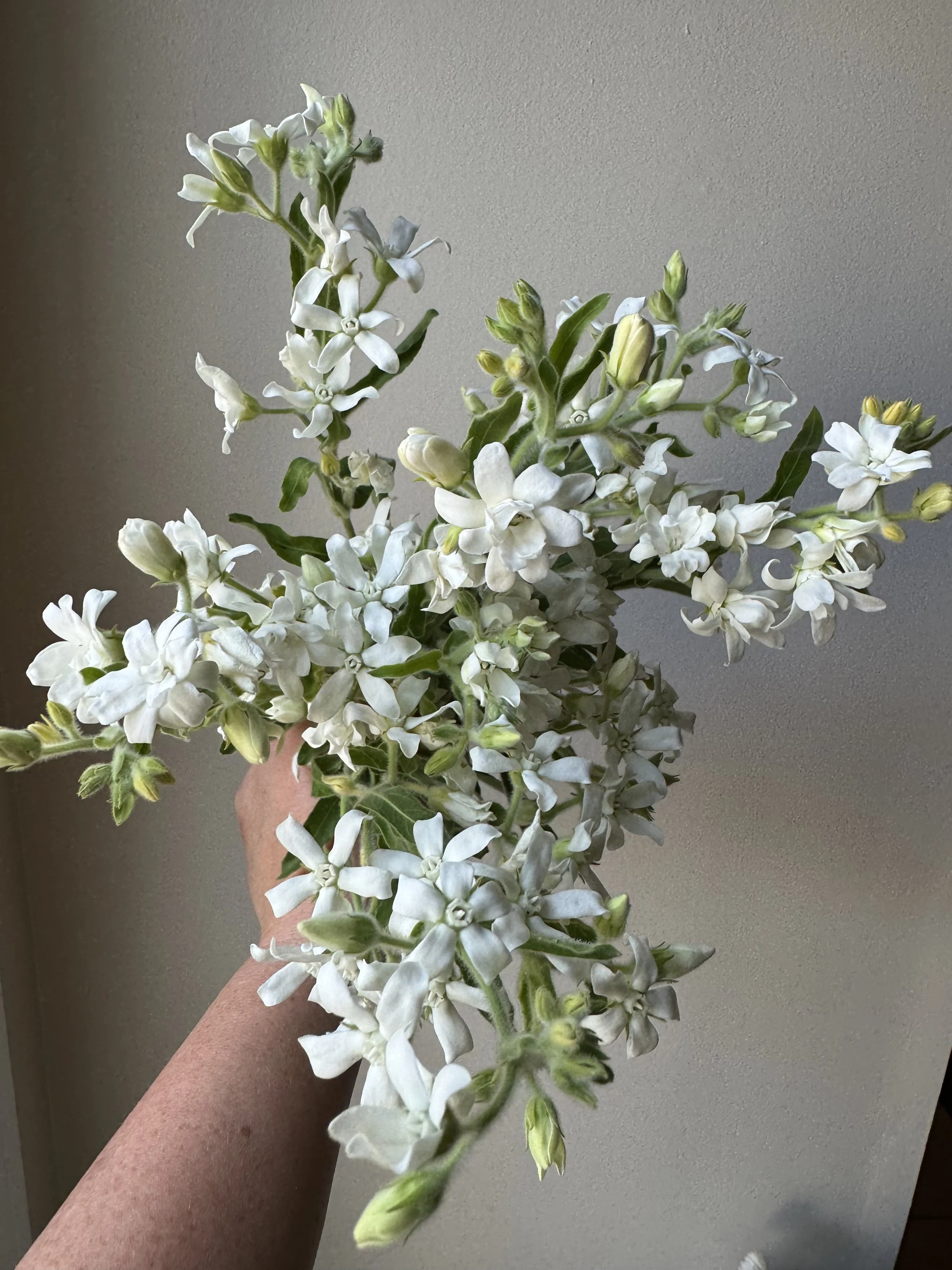 tweedia white_0237.JPG