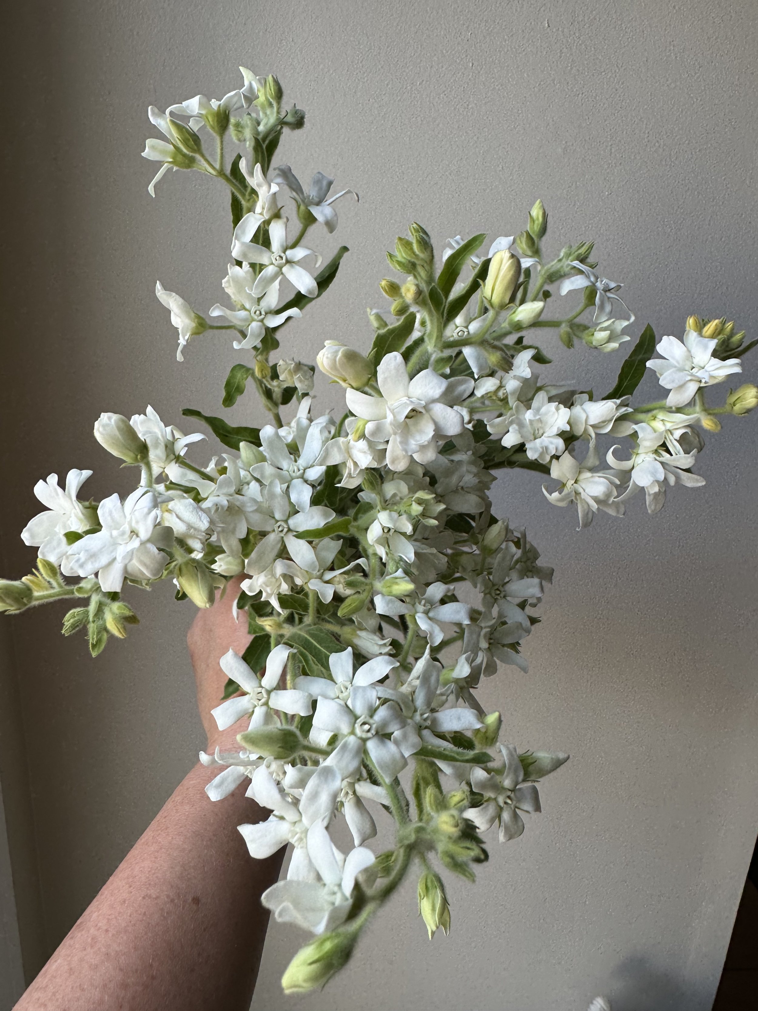 tweedia white_0237.JPG