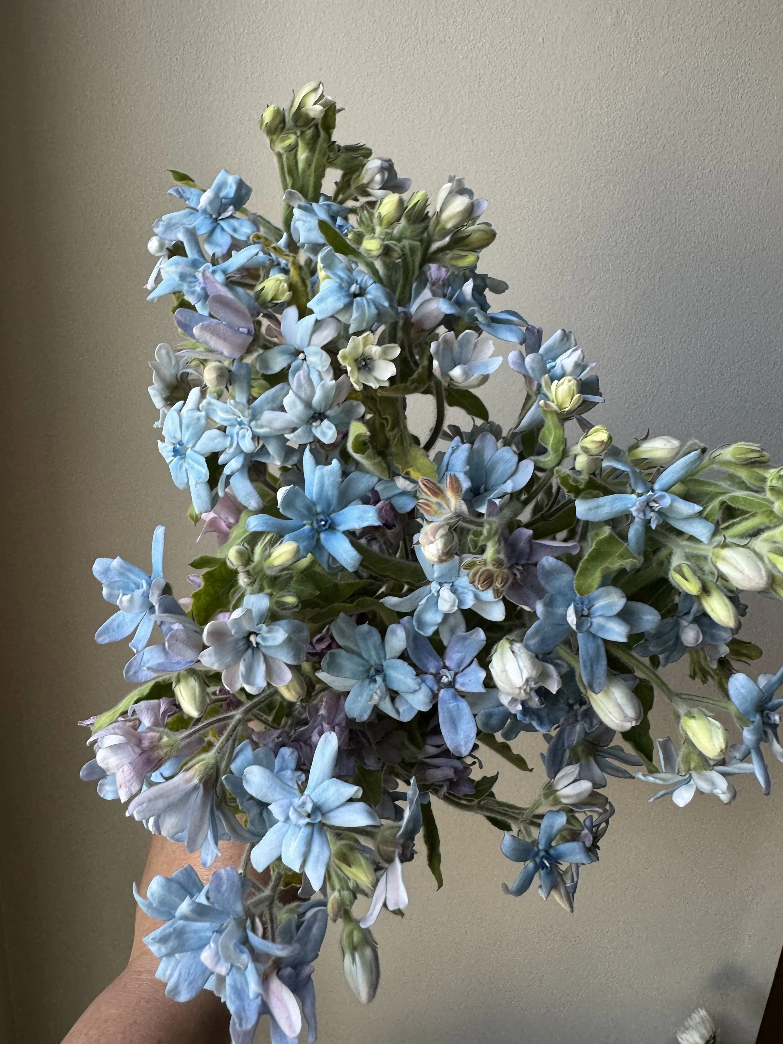 tweedia blue_0241.JPG