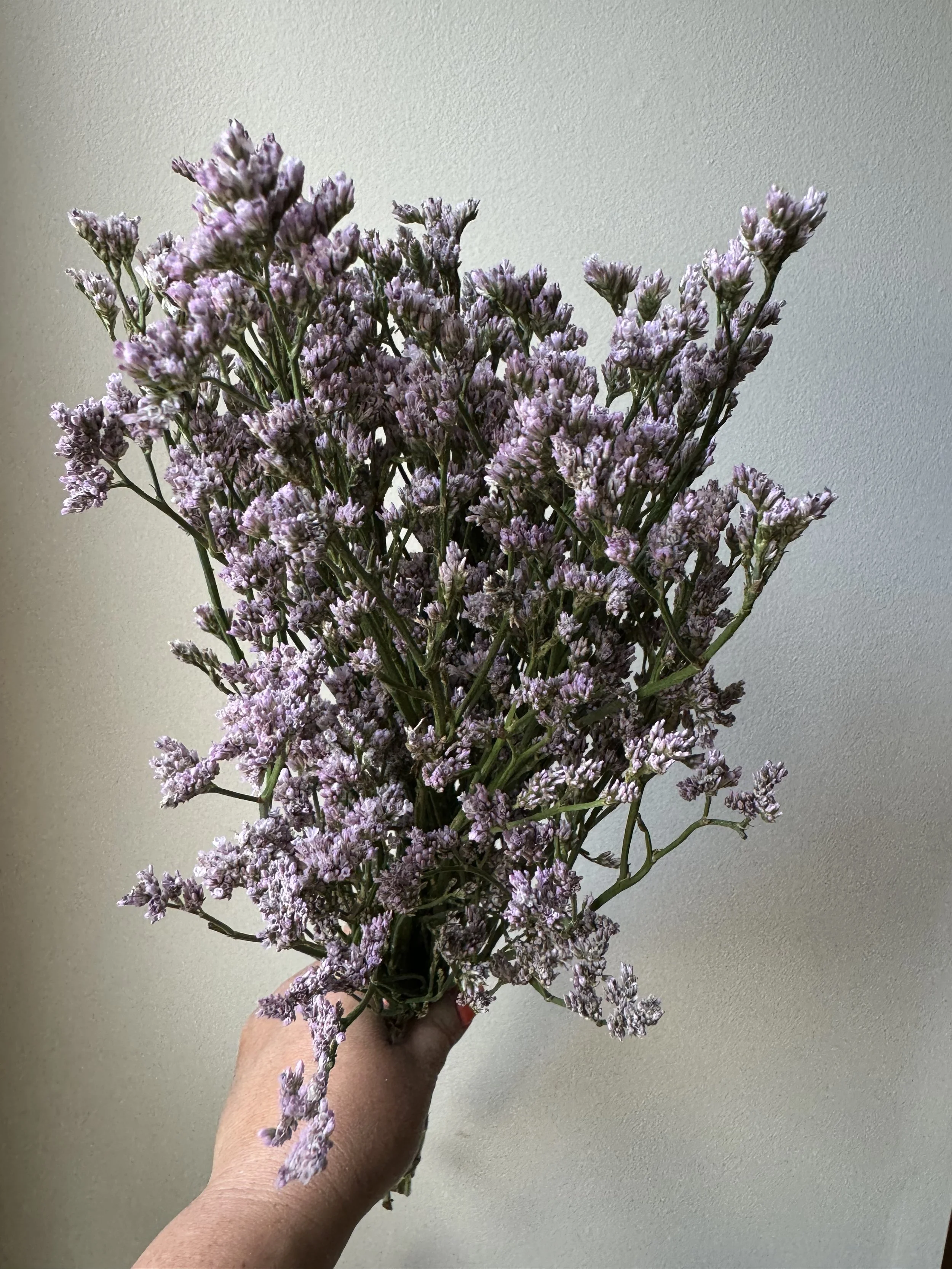 Limonium - Silvery Pink
